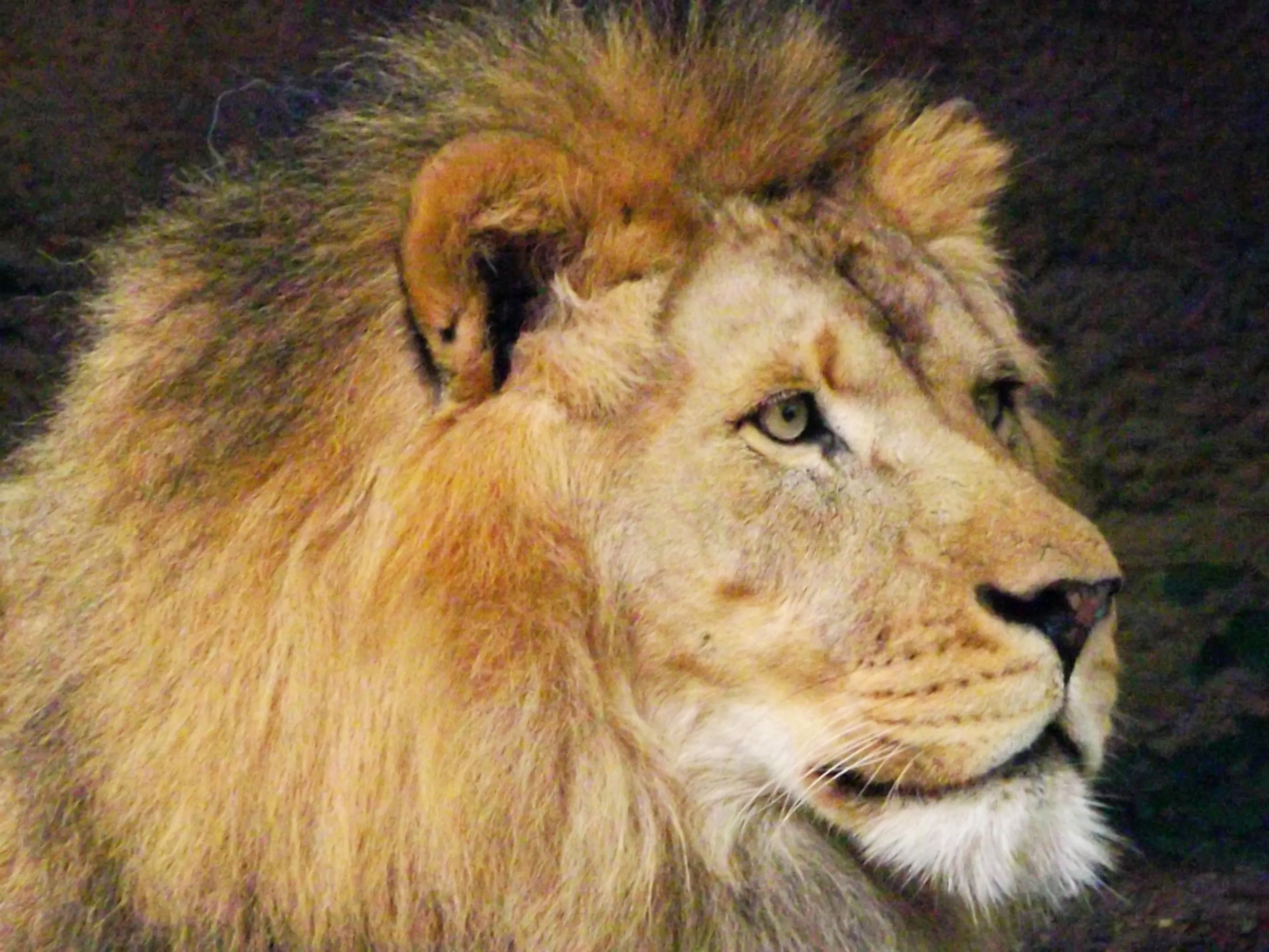 Lion