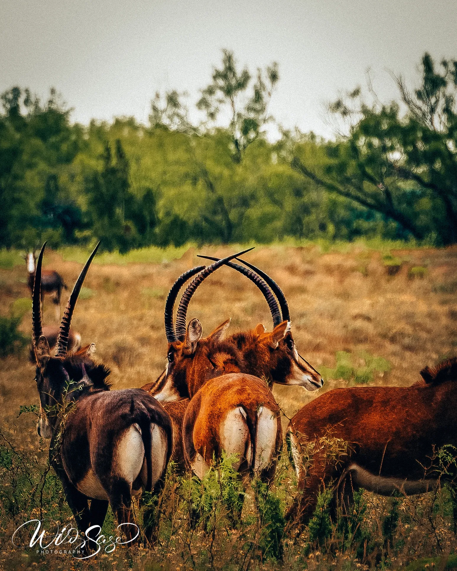 Grazing