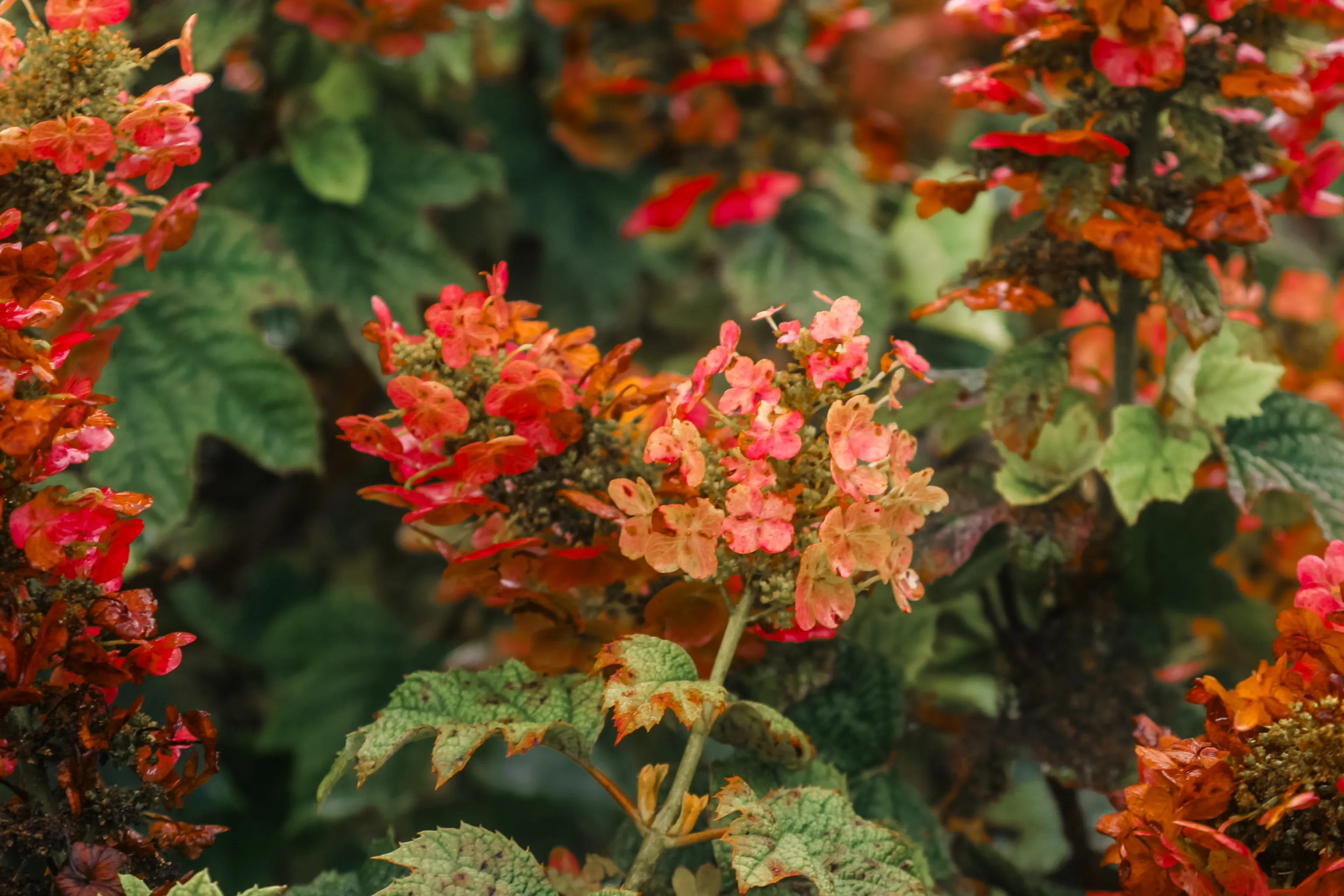 Flowers in Summer, 01