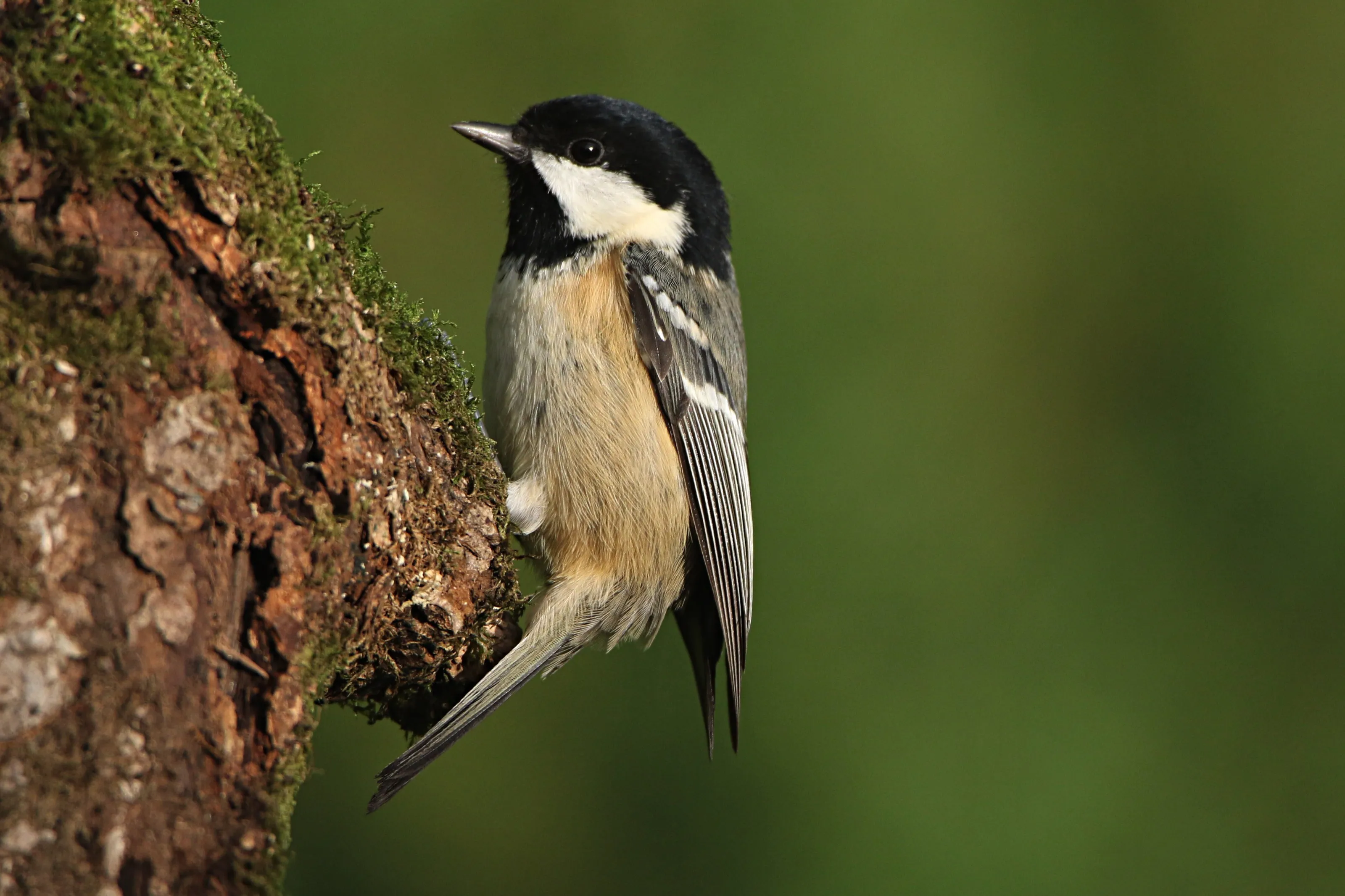 Coaltit
