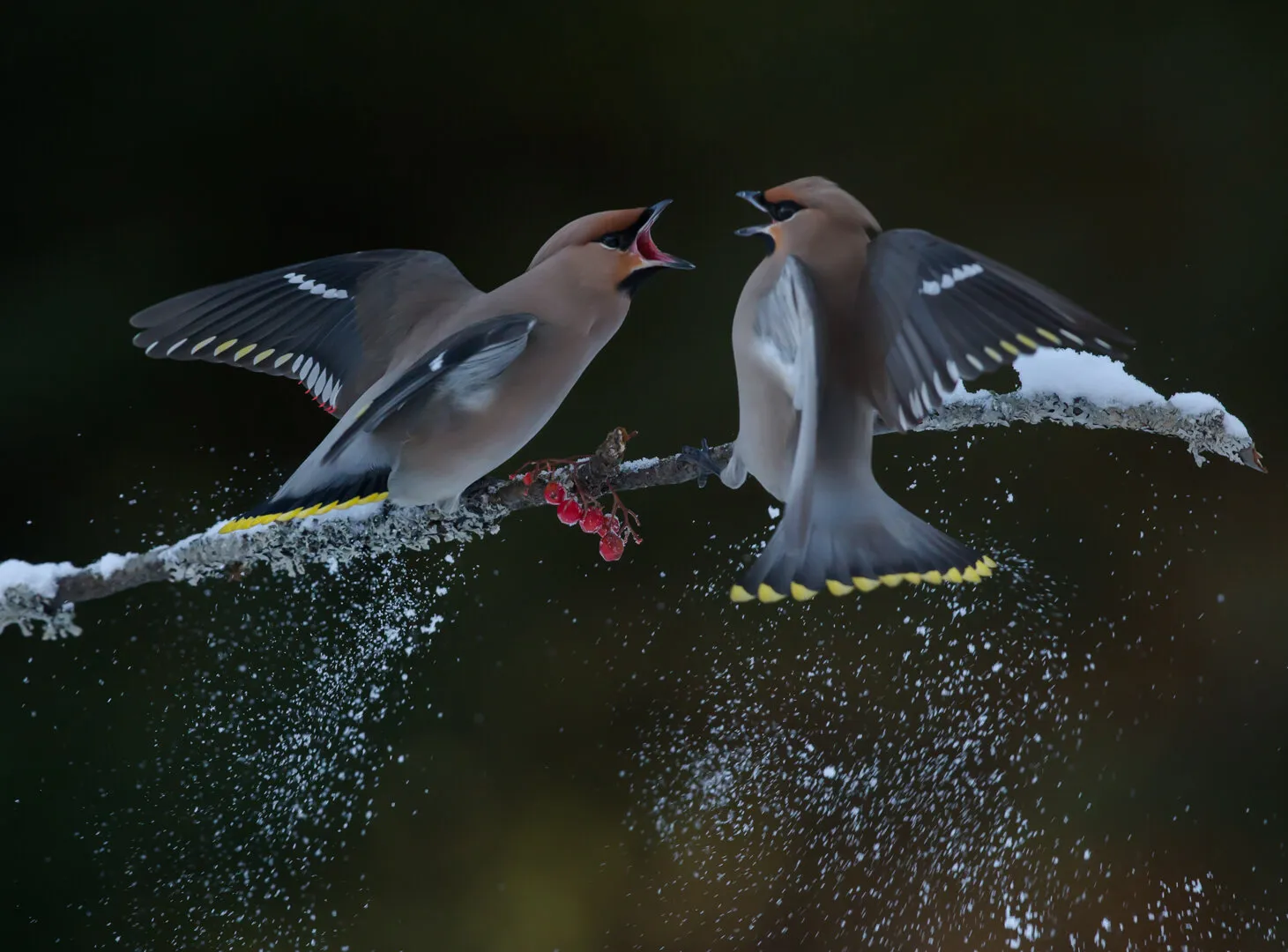 Waxwing Squabble