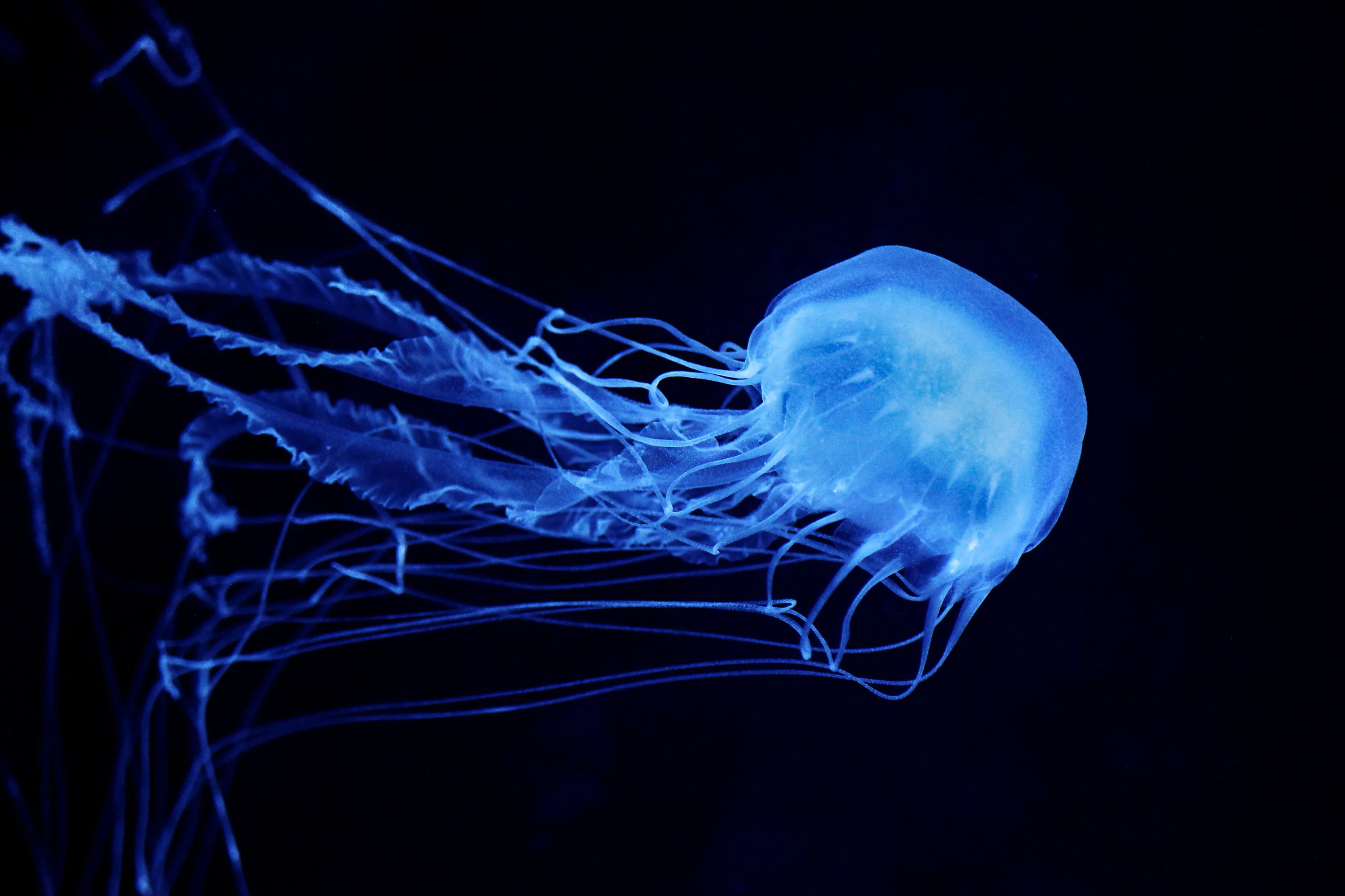 Into the Blue