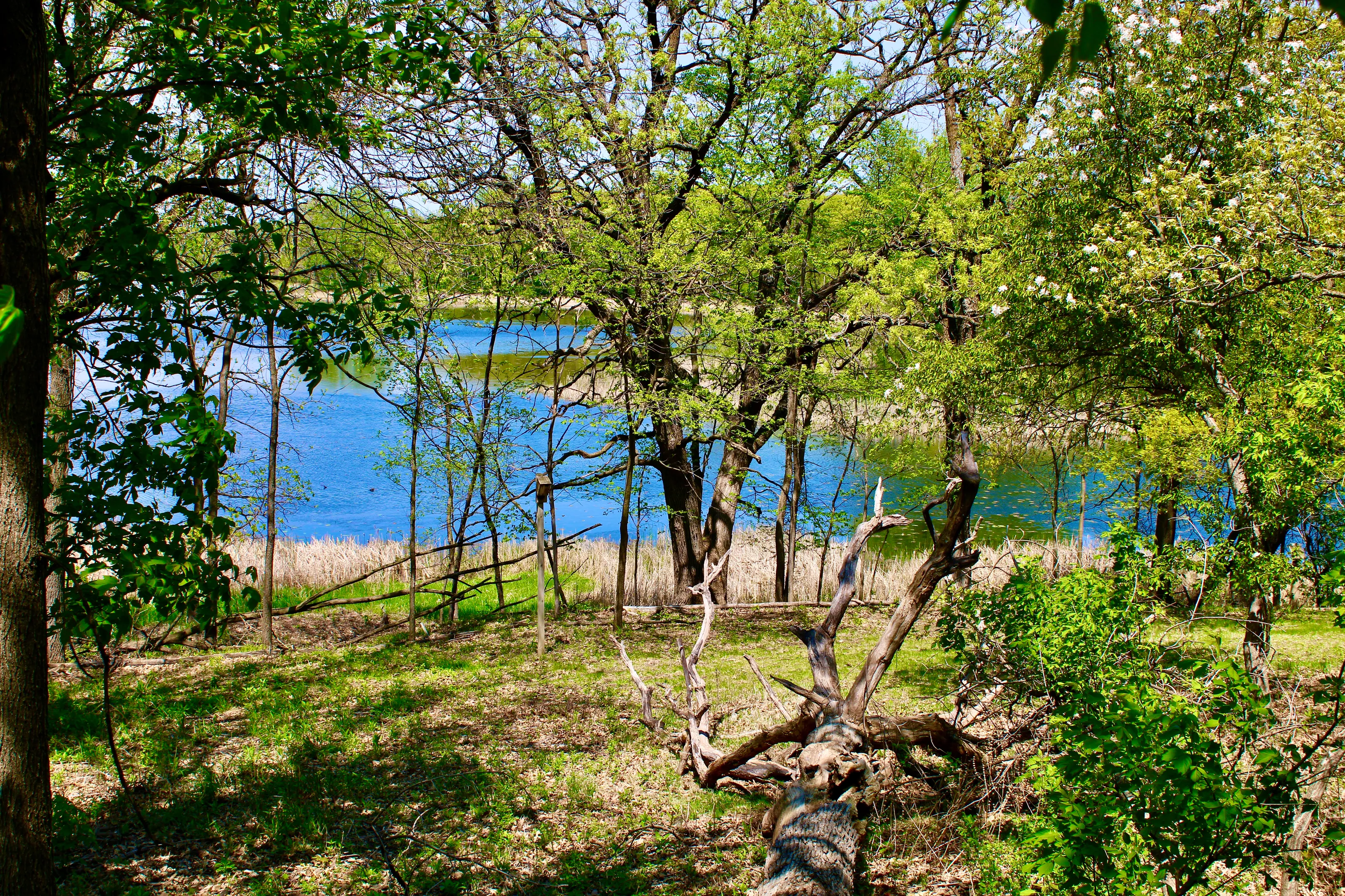 woods by the lake