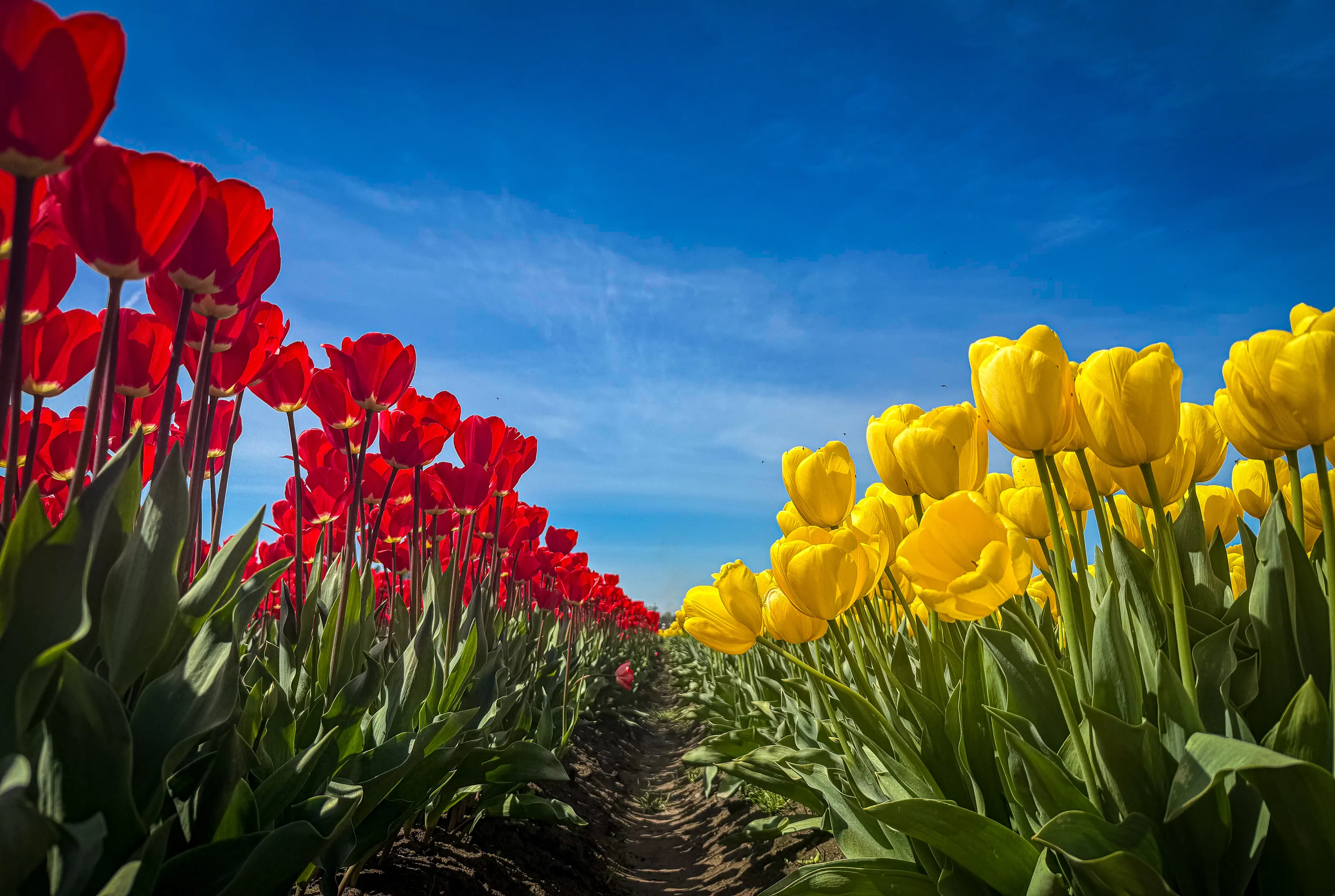 Tulips
