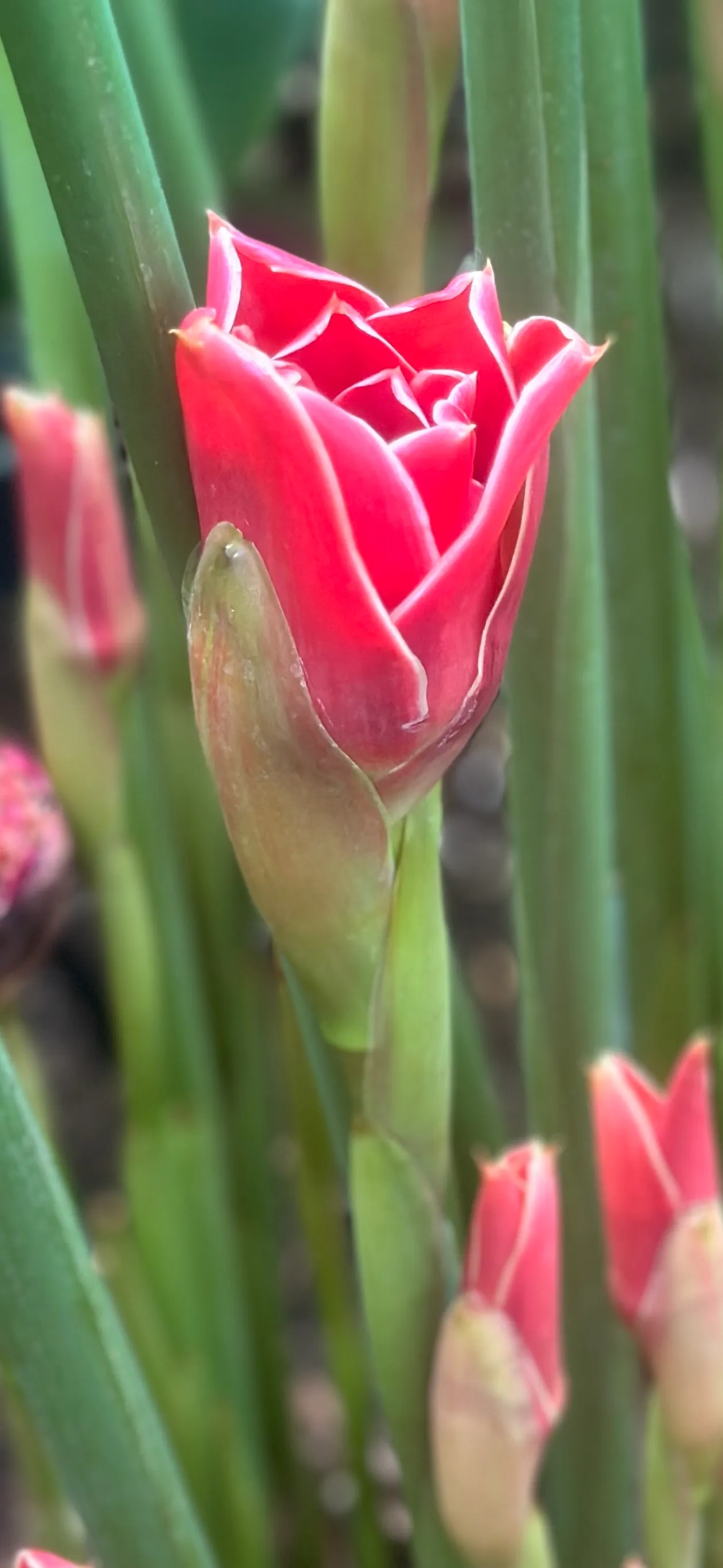 Botanical gardens