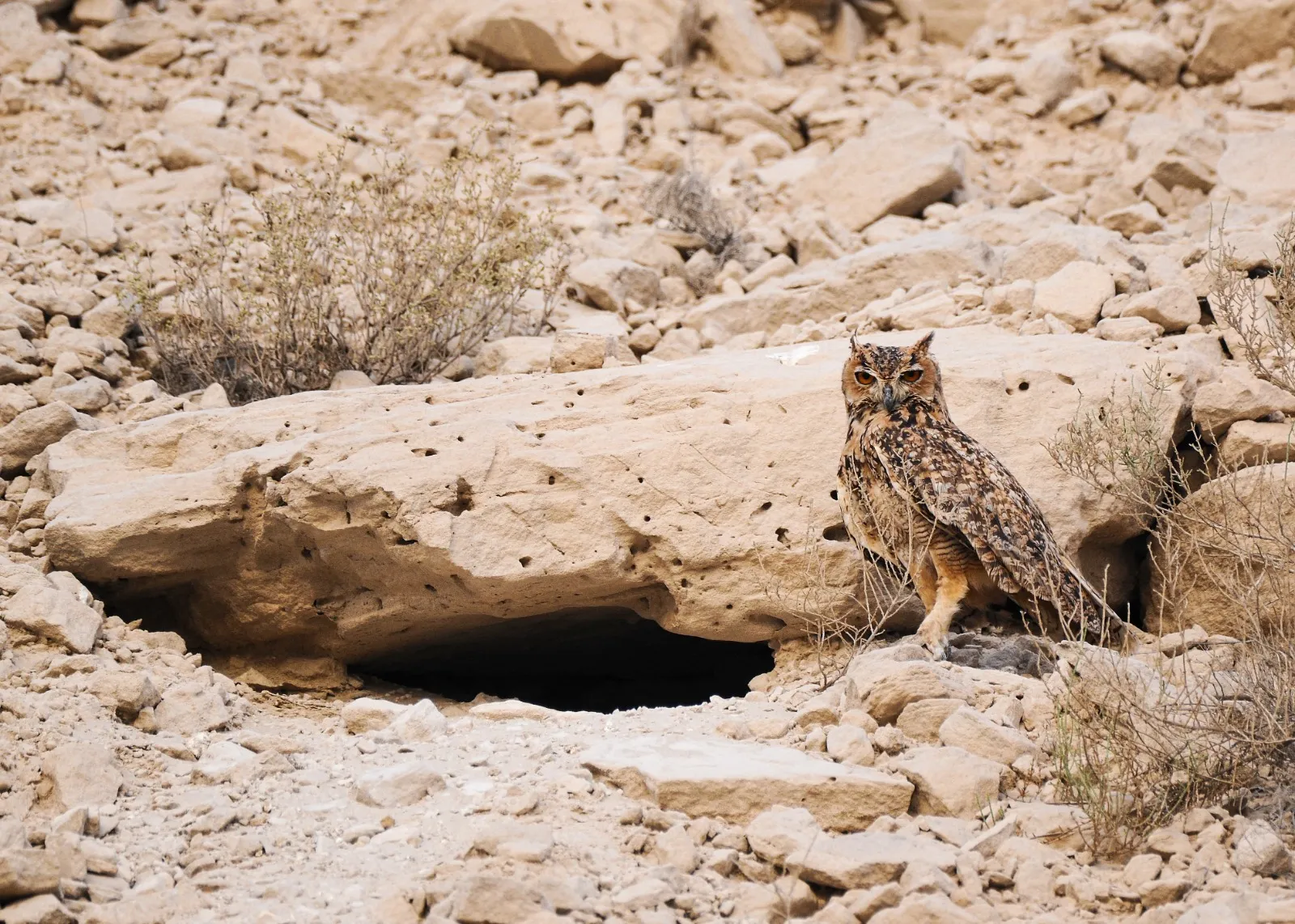 pharaoh eagle owl