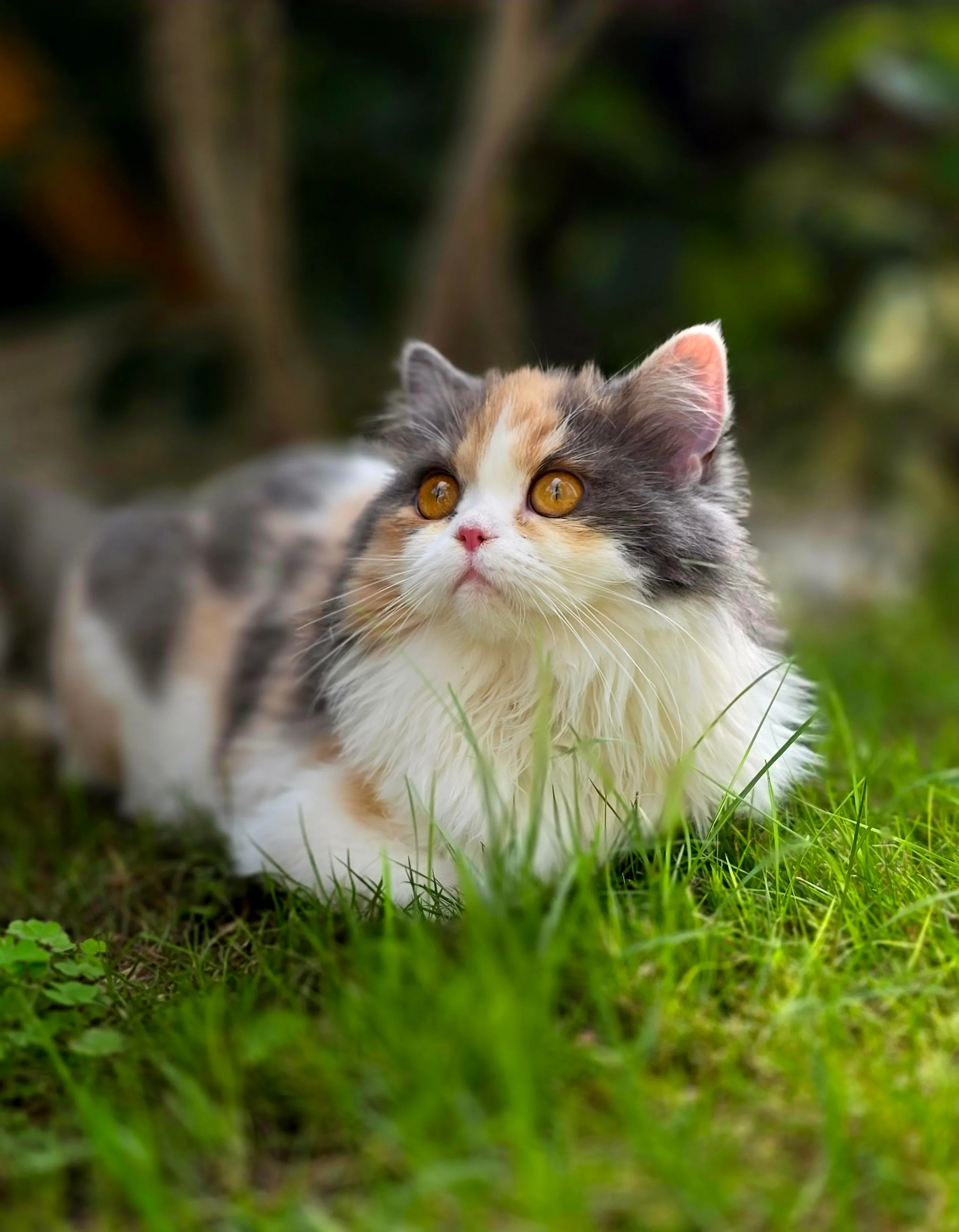 A Gentle pause in Nature - A Cat's Quiet Moment in the Garden