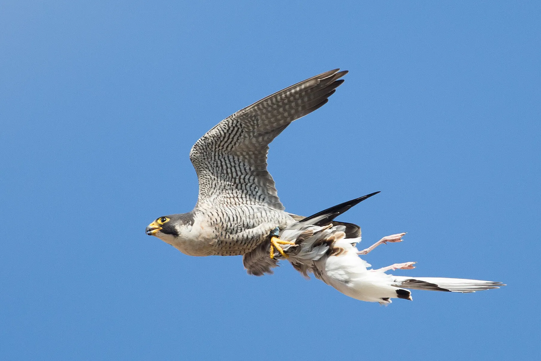 Peregrine Falcon.