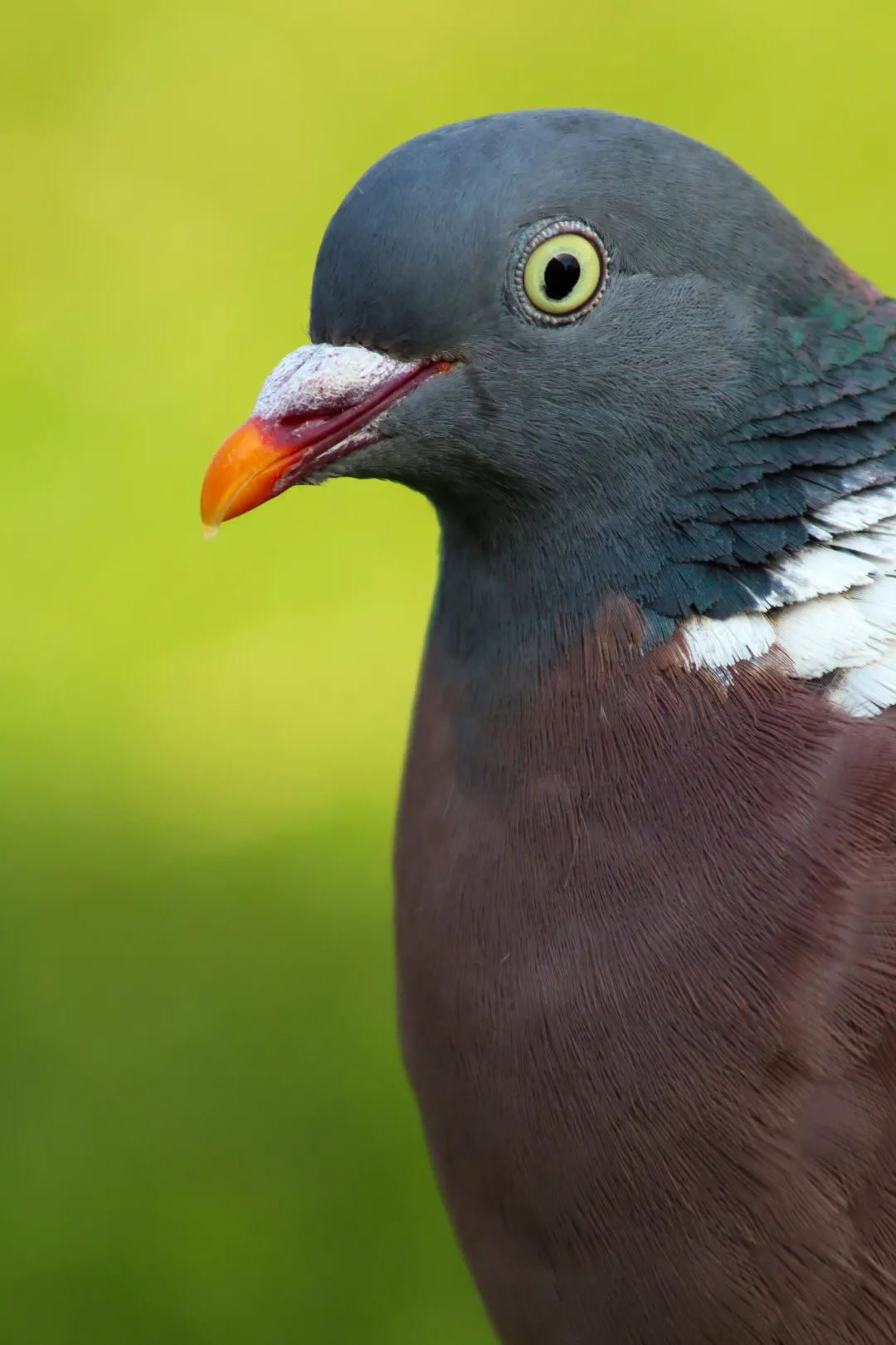 Pigeon coo coo