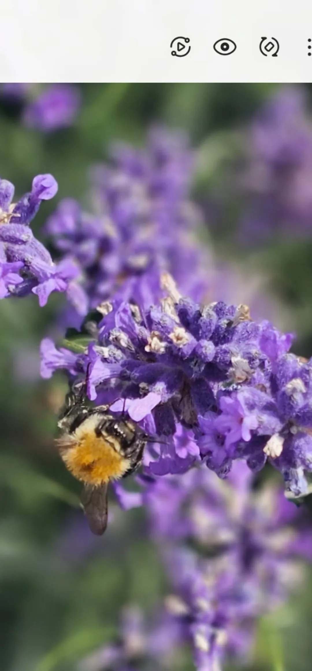 Collecting the pollen