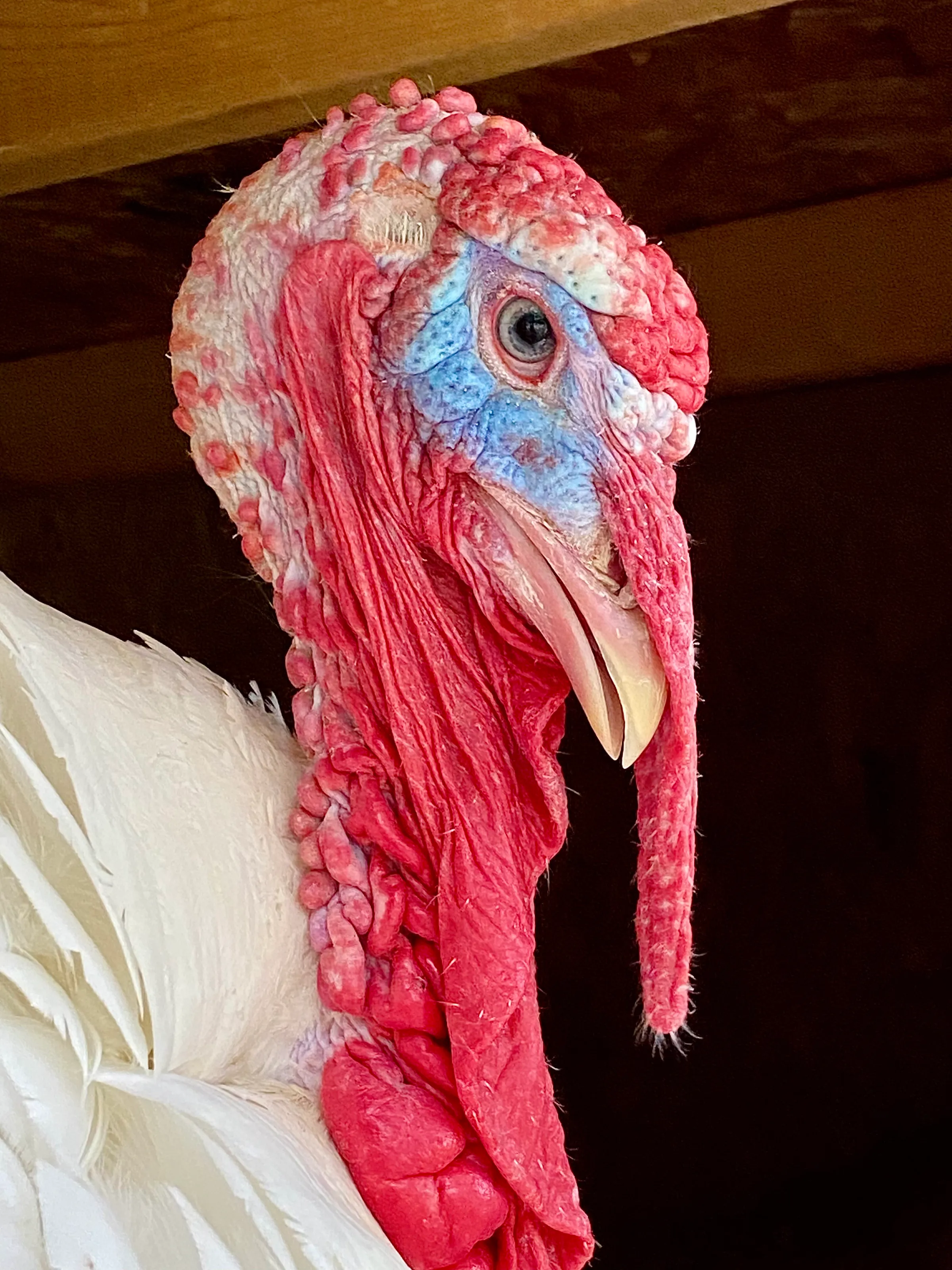 Tom The Turkey