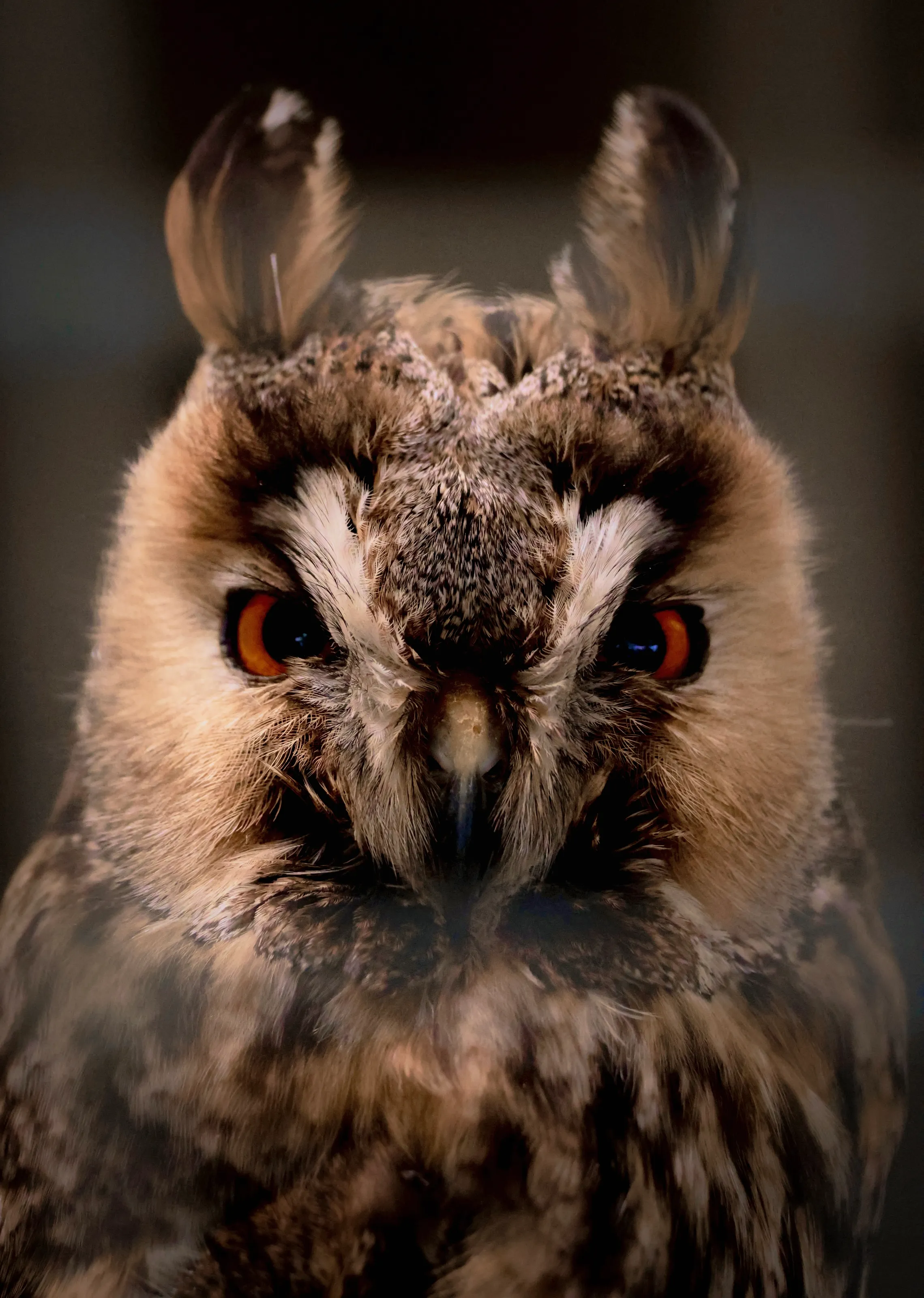 The eyes of the owl