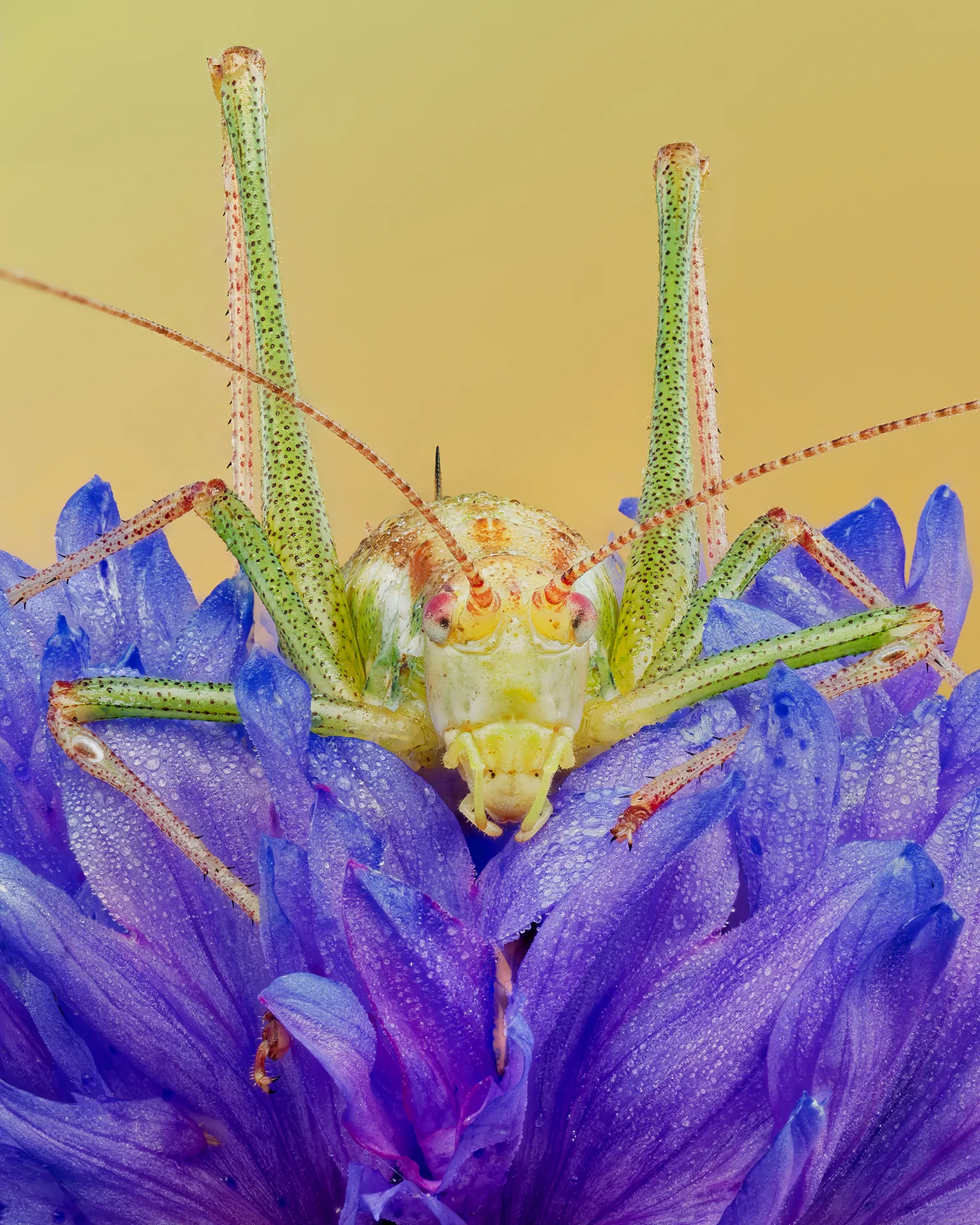Speckled bush-cricket in a bed of blossoms