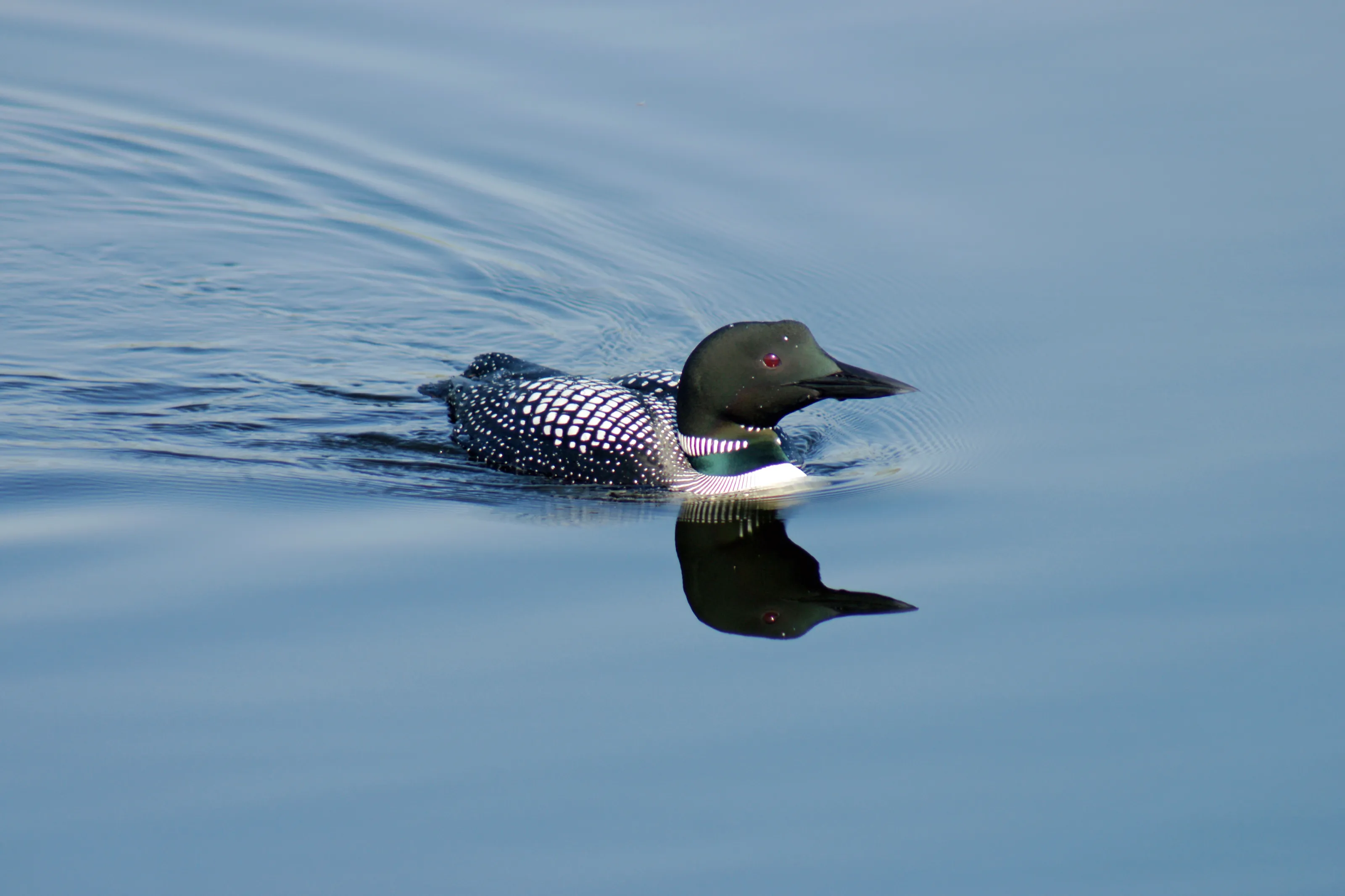 Loon on the Otonabee River near Lakefield
