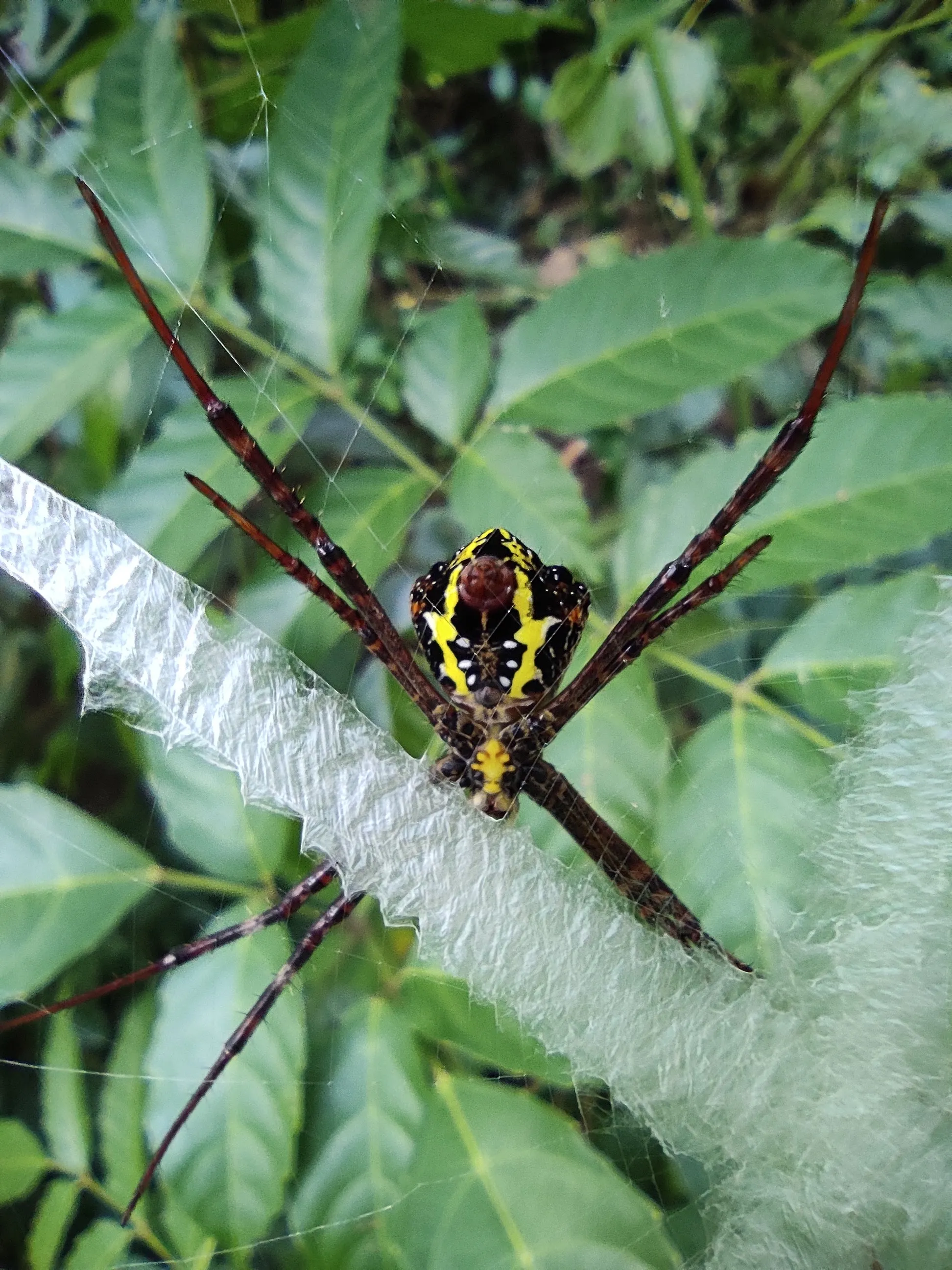 The eight legged beauty