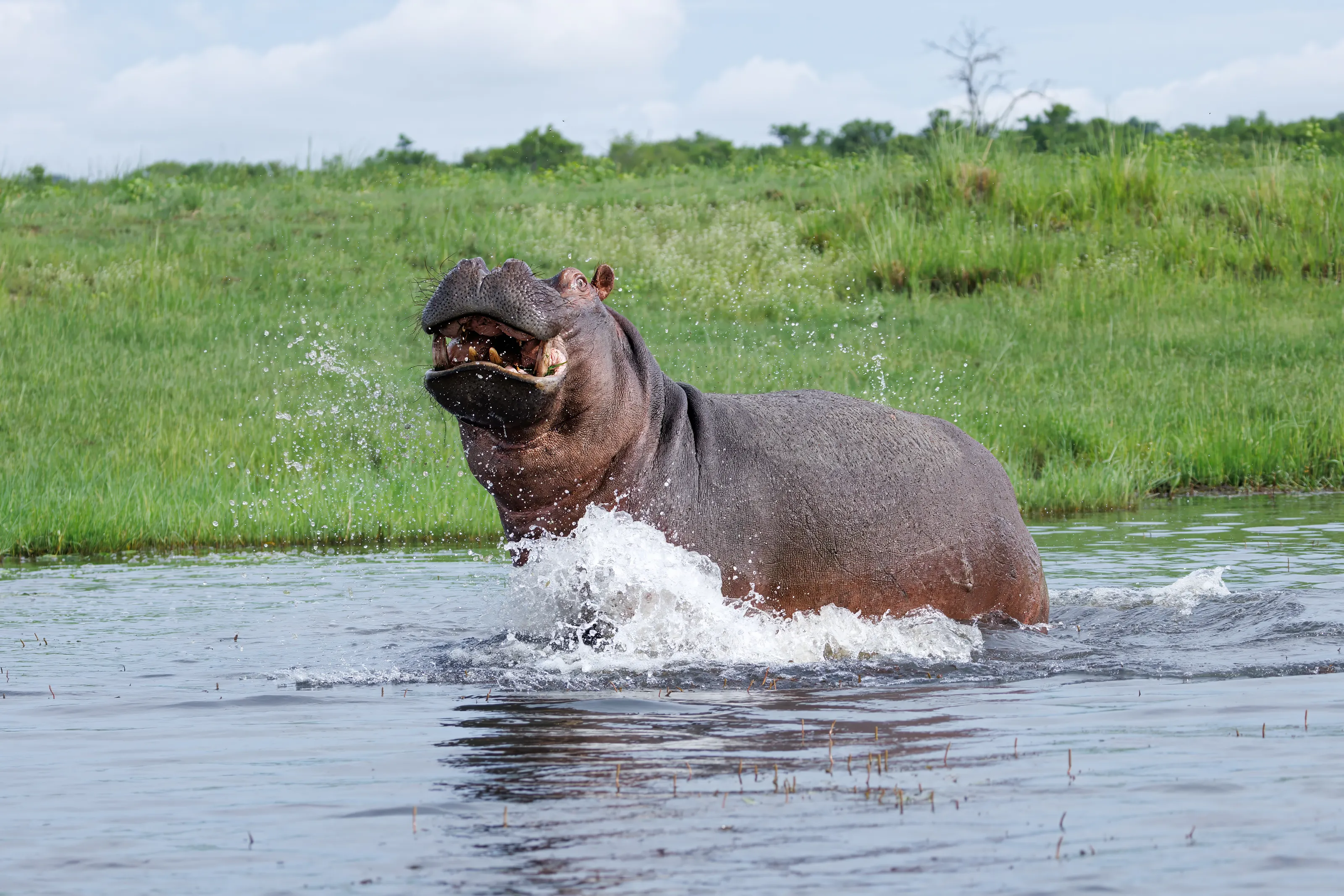 Hippopotamus in the Wild