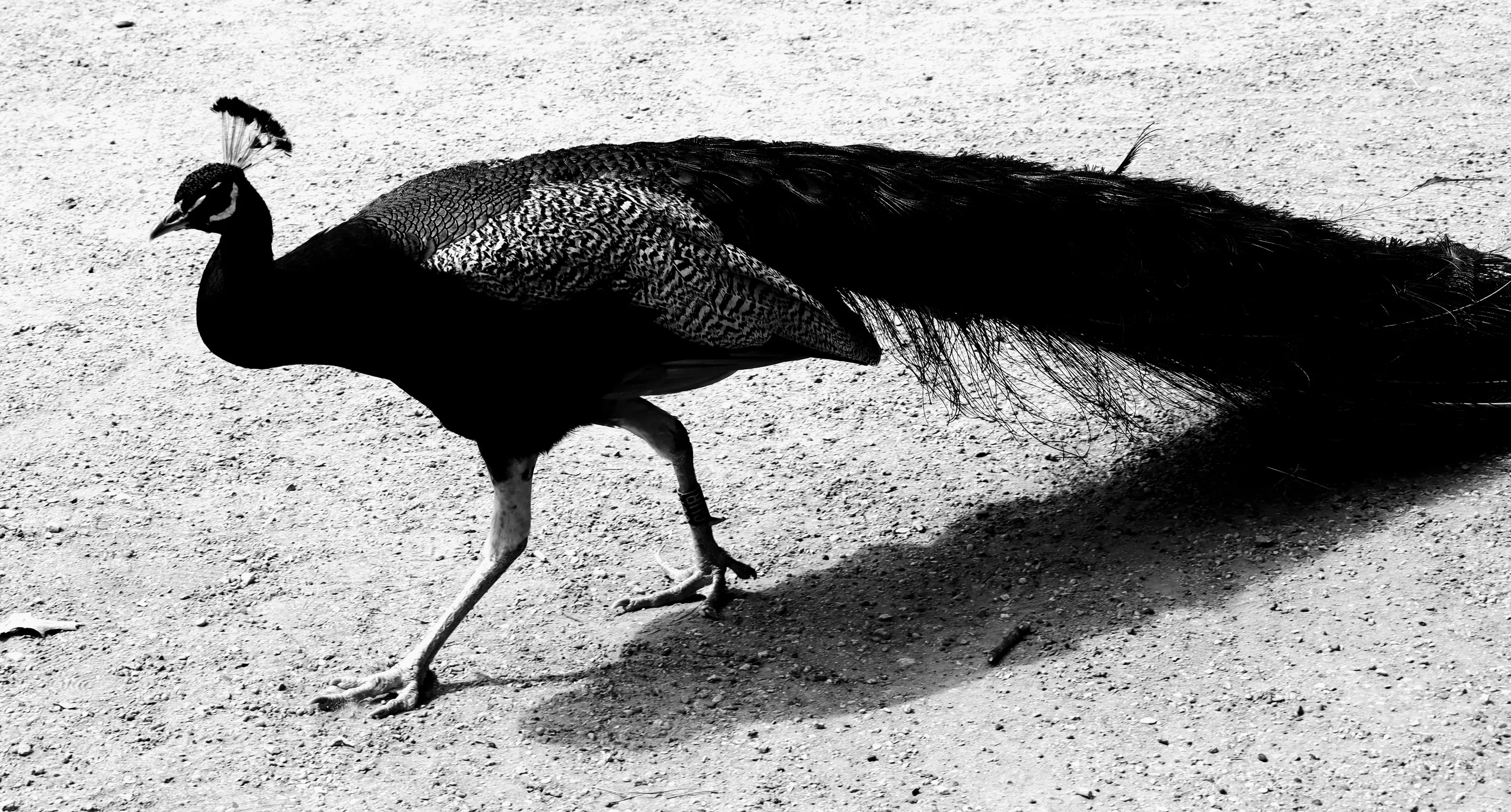 One Bird on the Ground