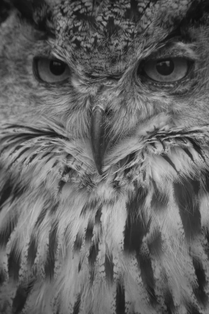 Owl Scowl