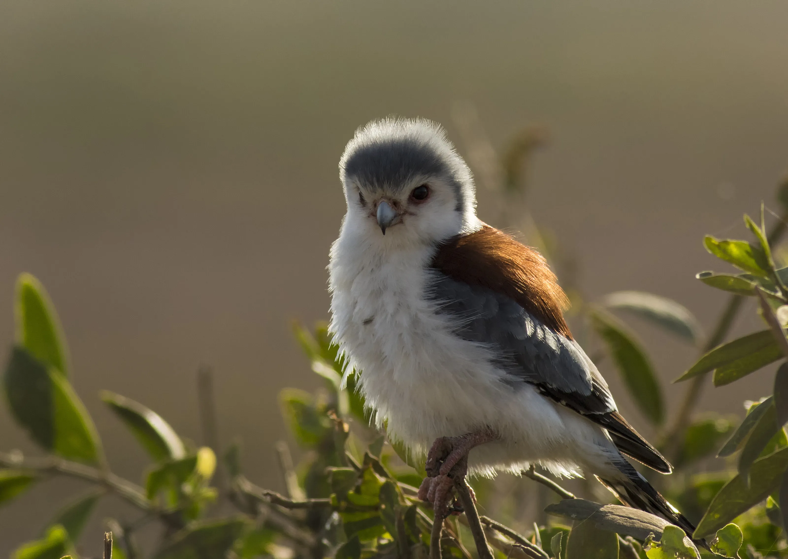 Pygmy Falcon