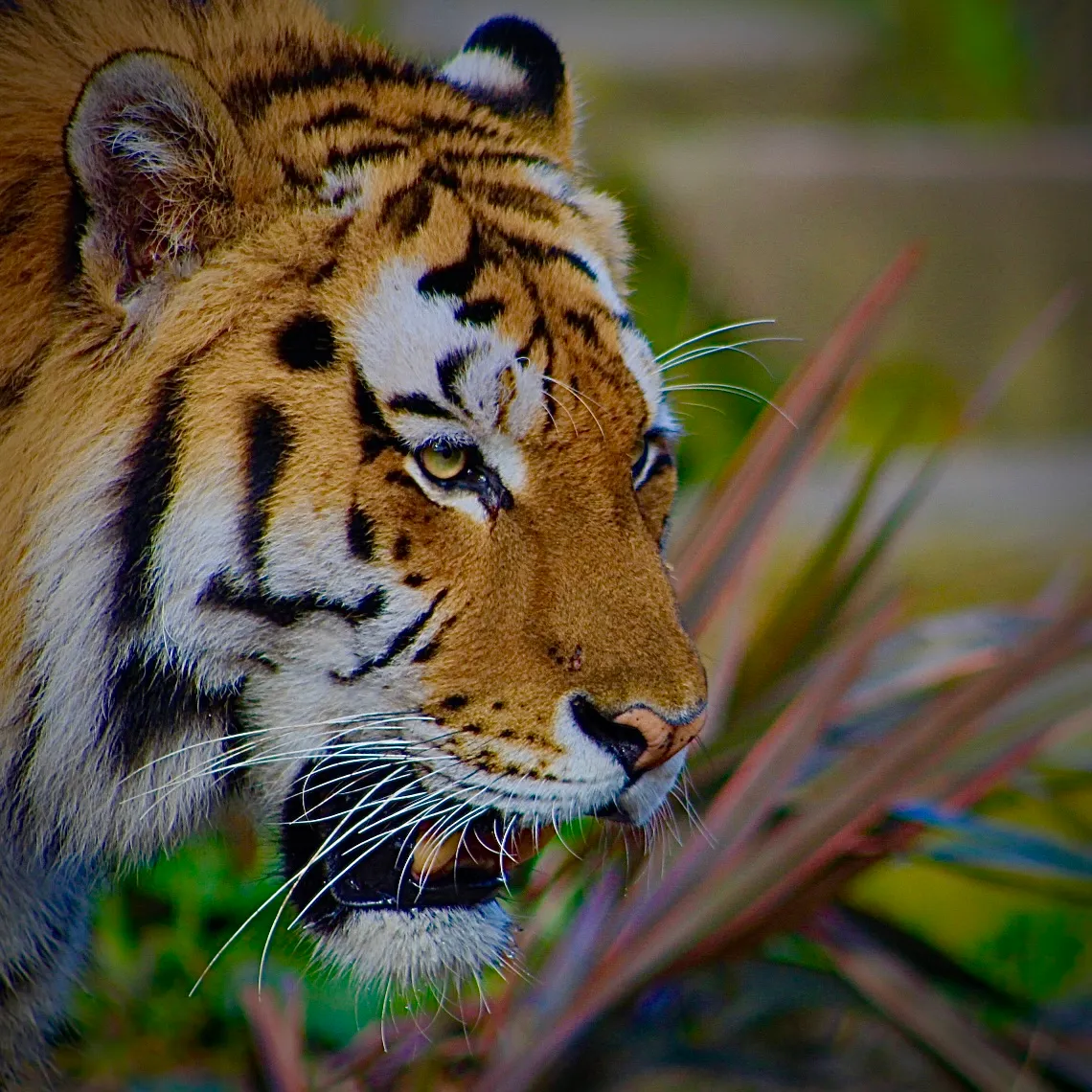 Roar !!!!!