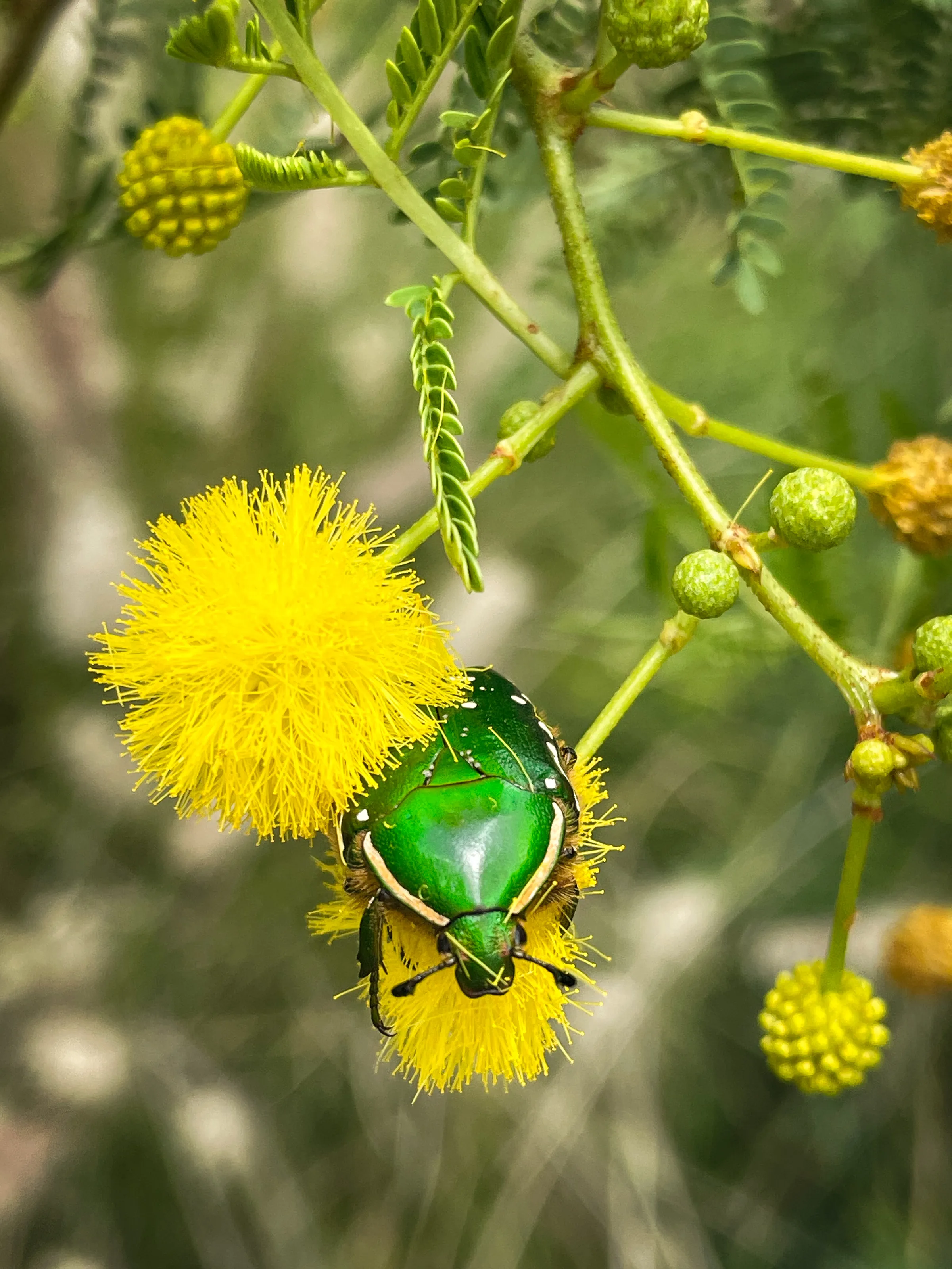 Beetle on Flower🪲