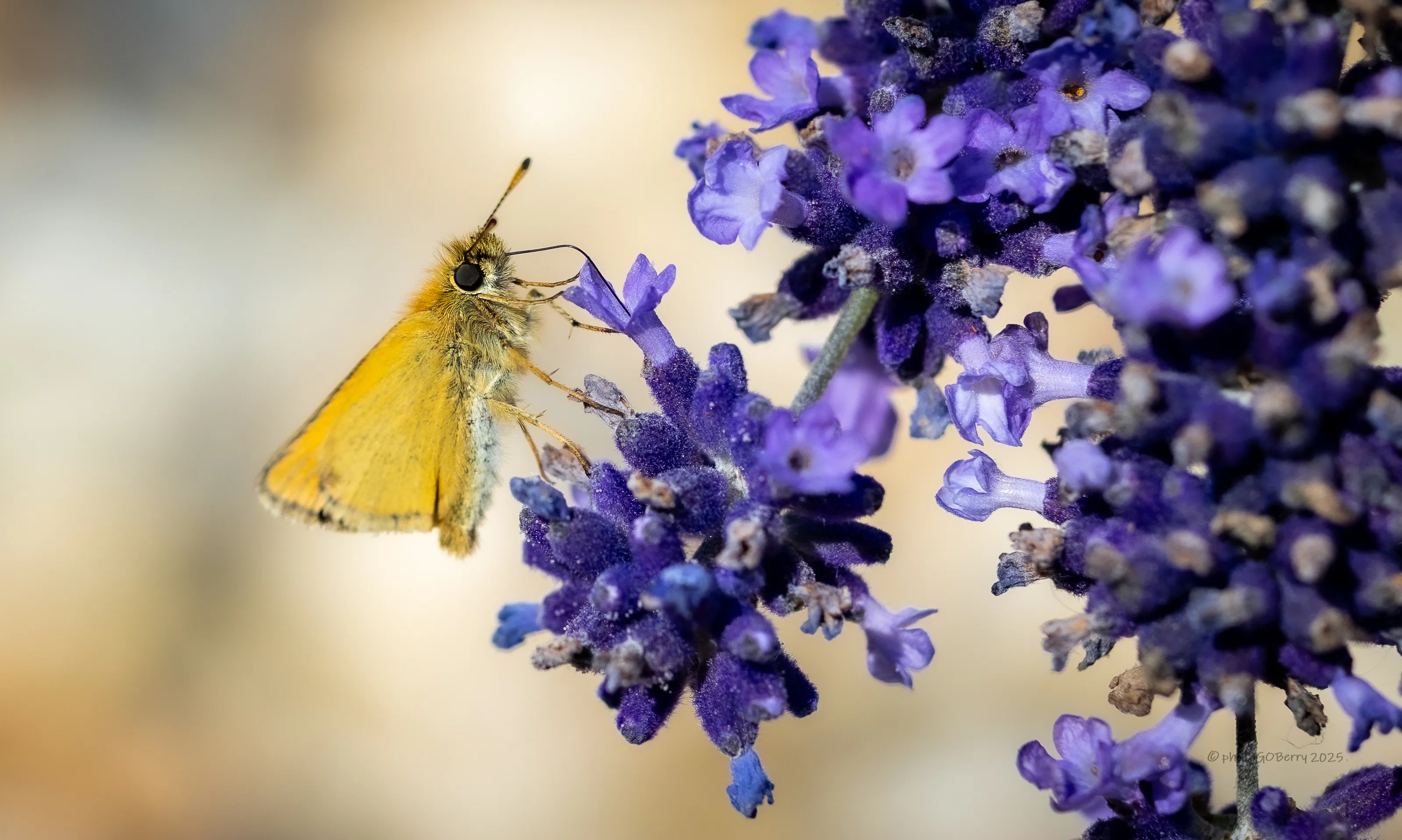Thirsty Work for Madam Butterfly.