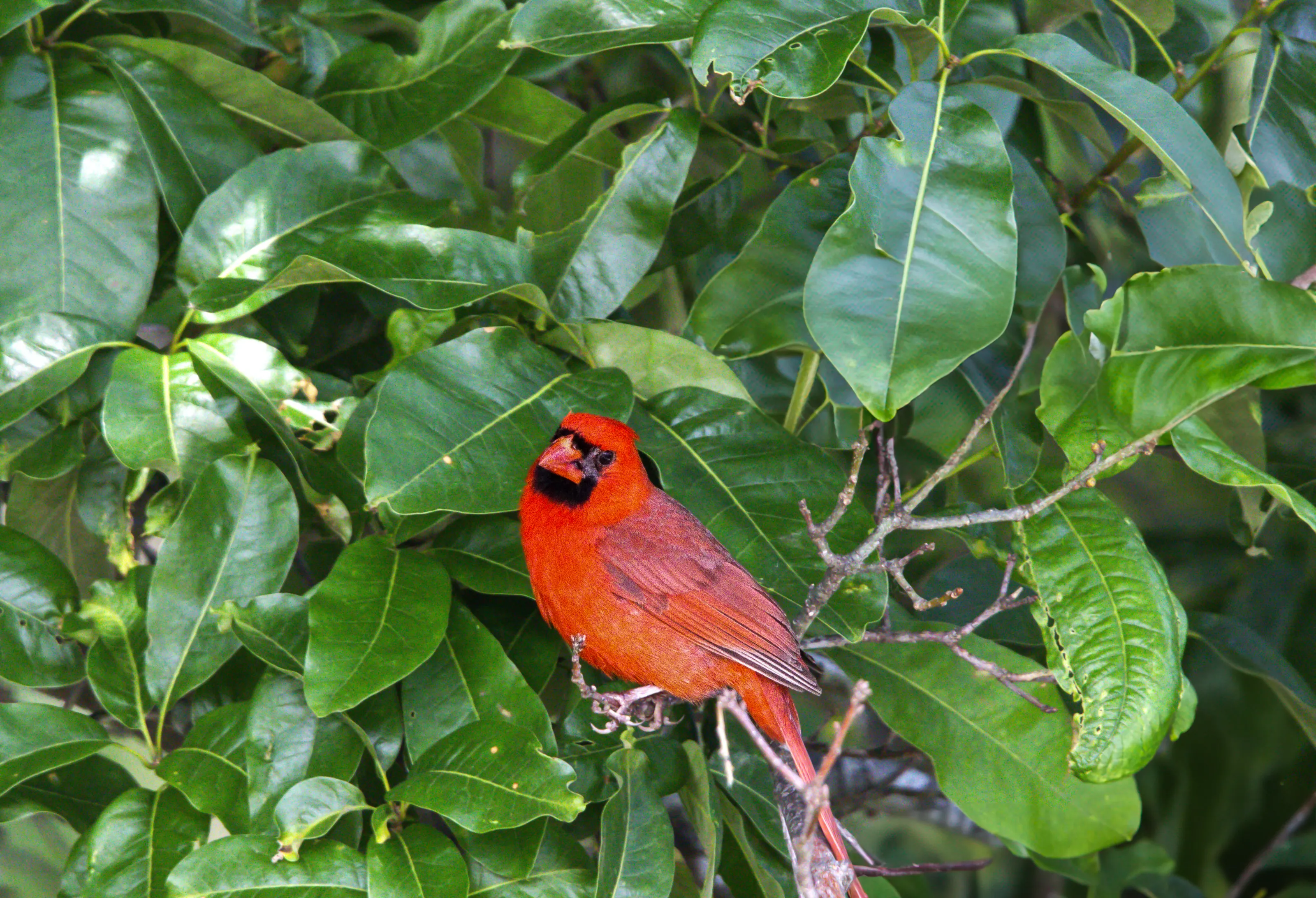 Northern Cardinal