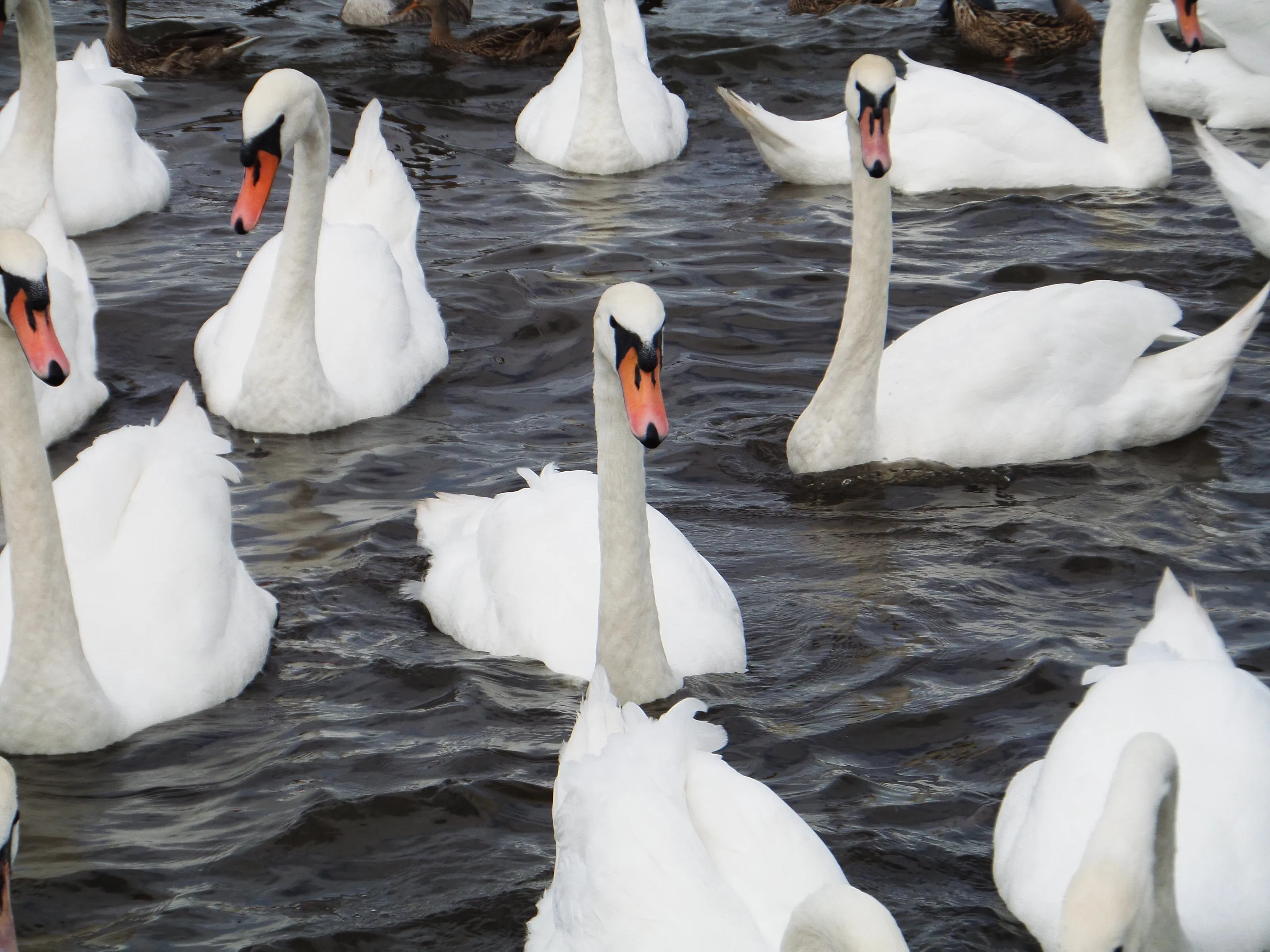 A flock of swans
