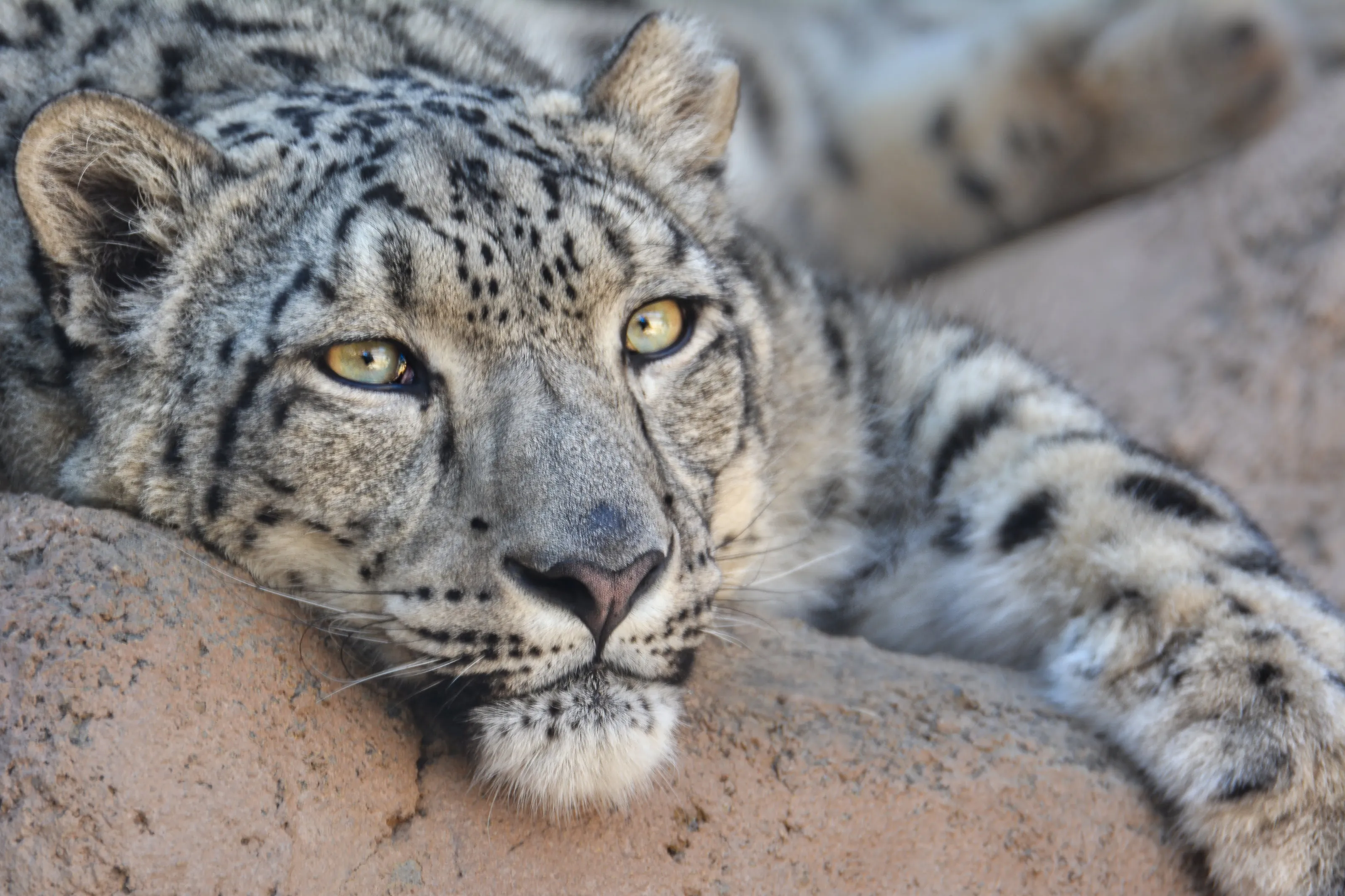 Snow Leopard