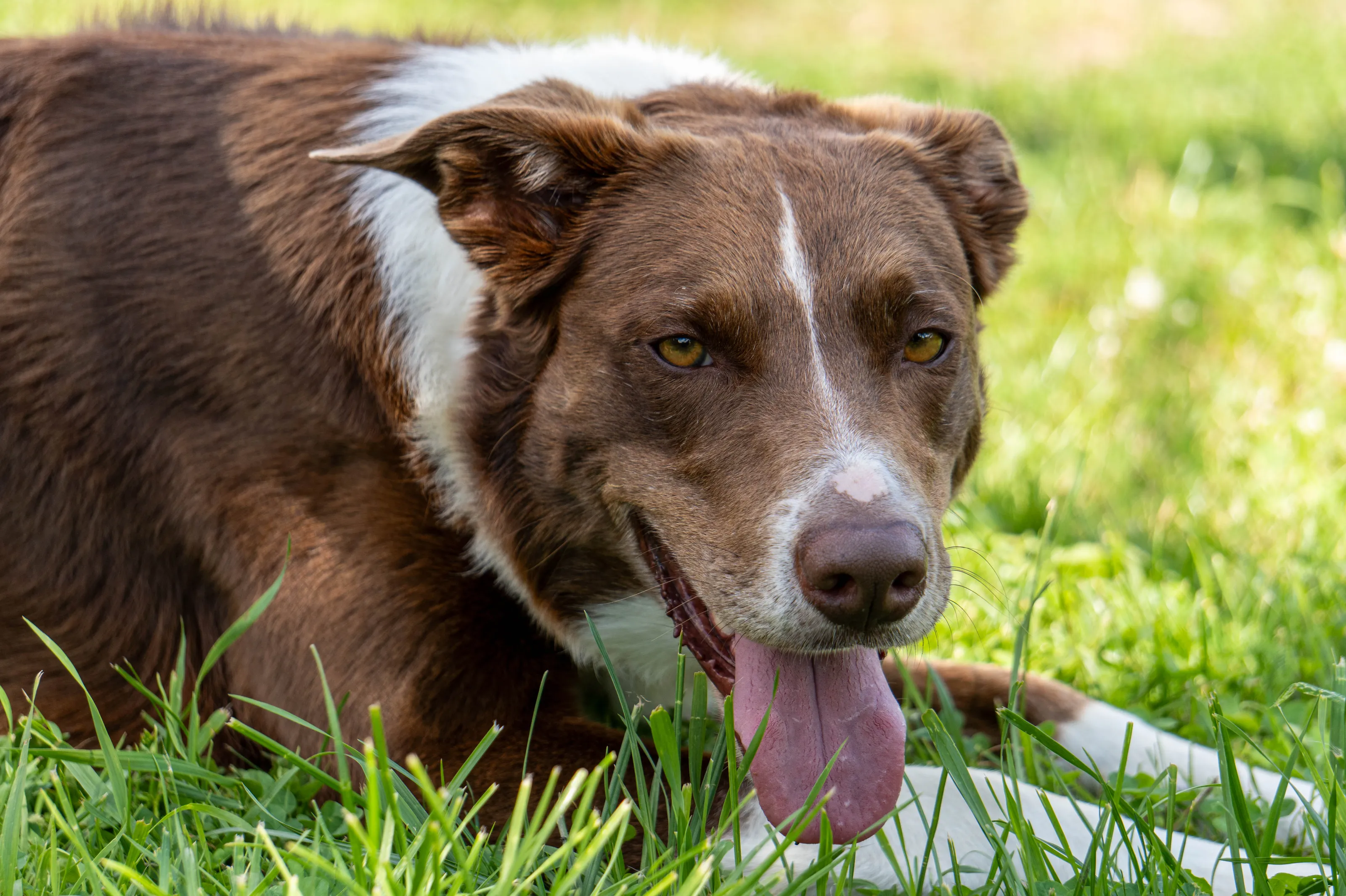 Portrait of a beautiful brown and white Border Collie dog.