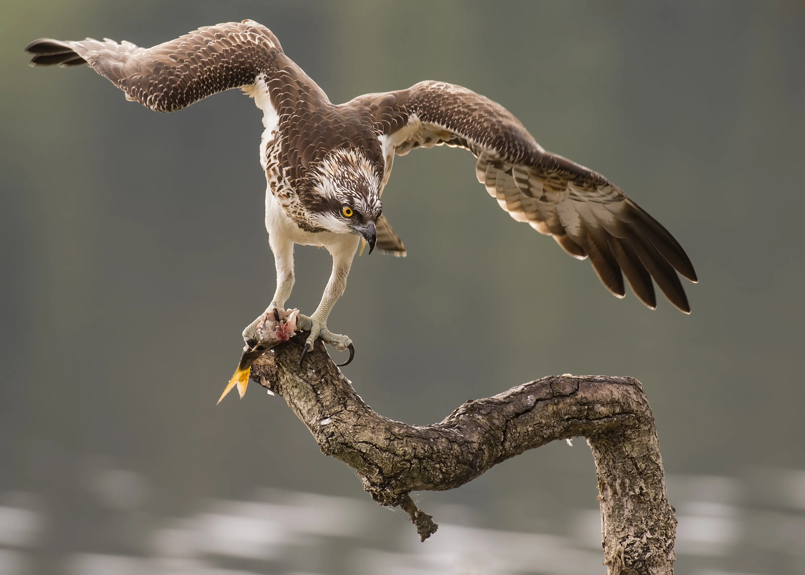 Osprey Winged Beauty