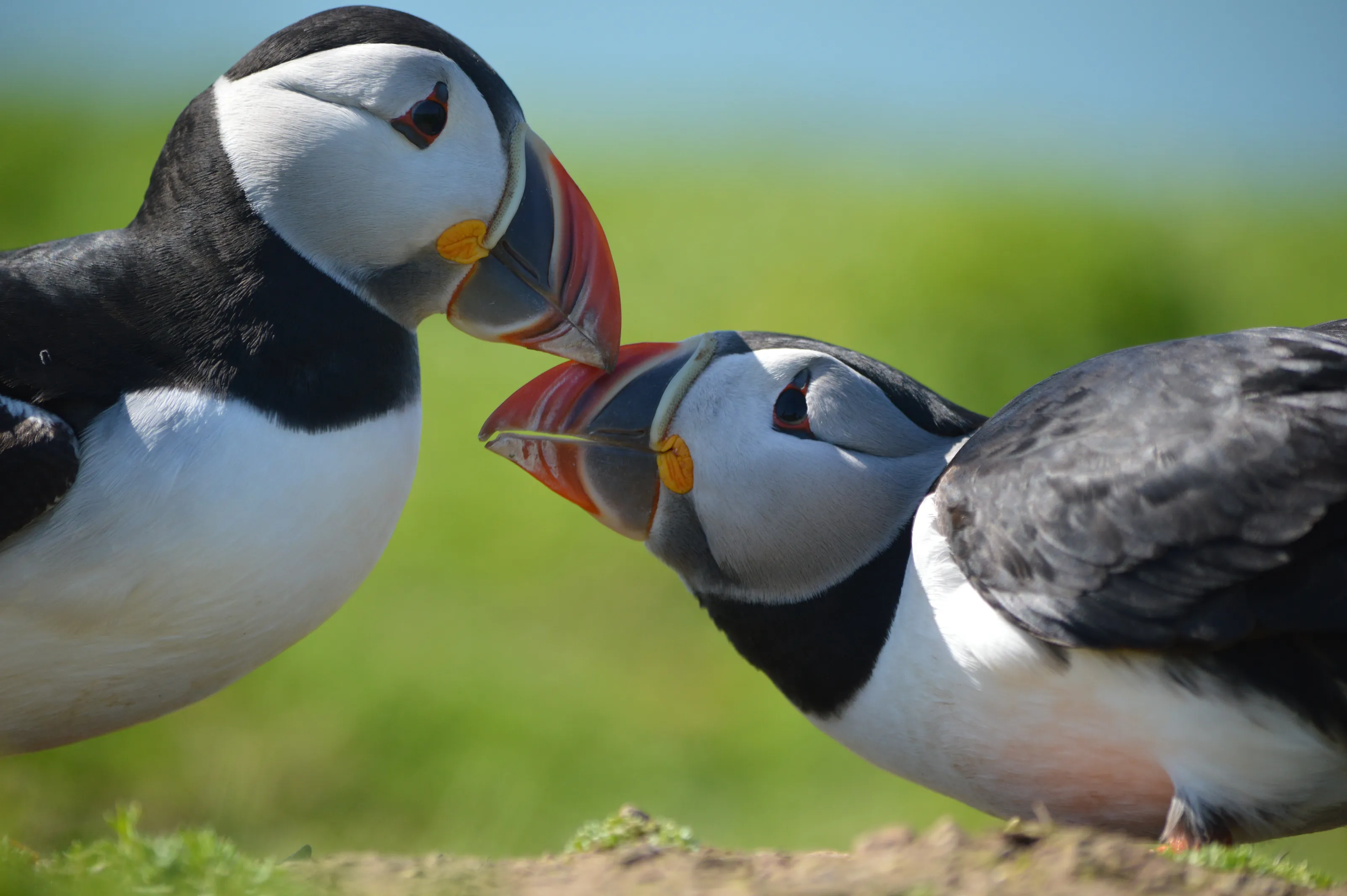 Puffins courting
