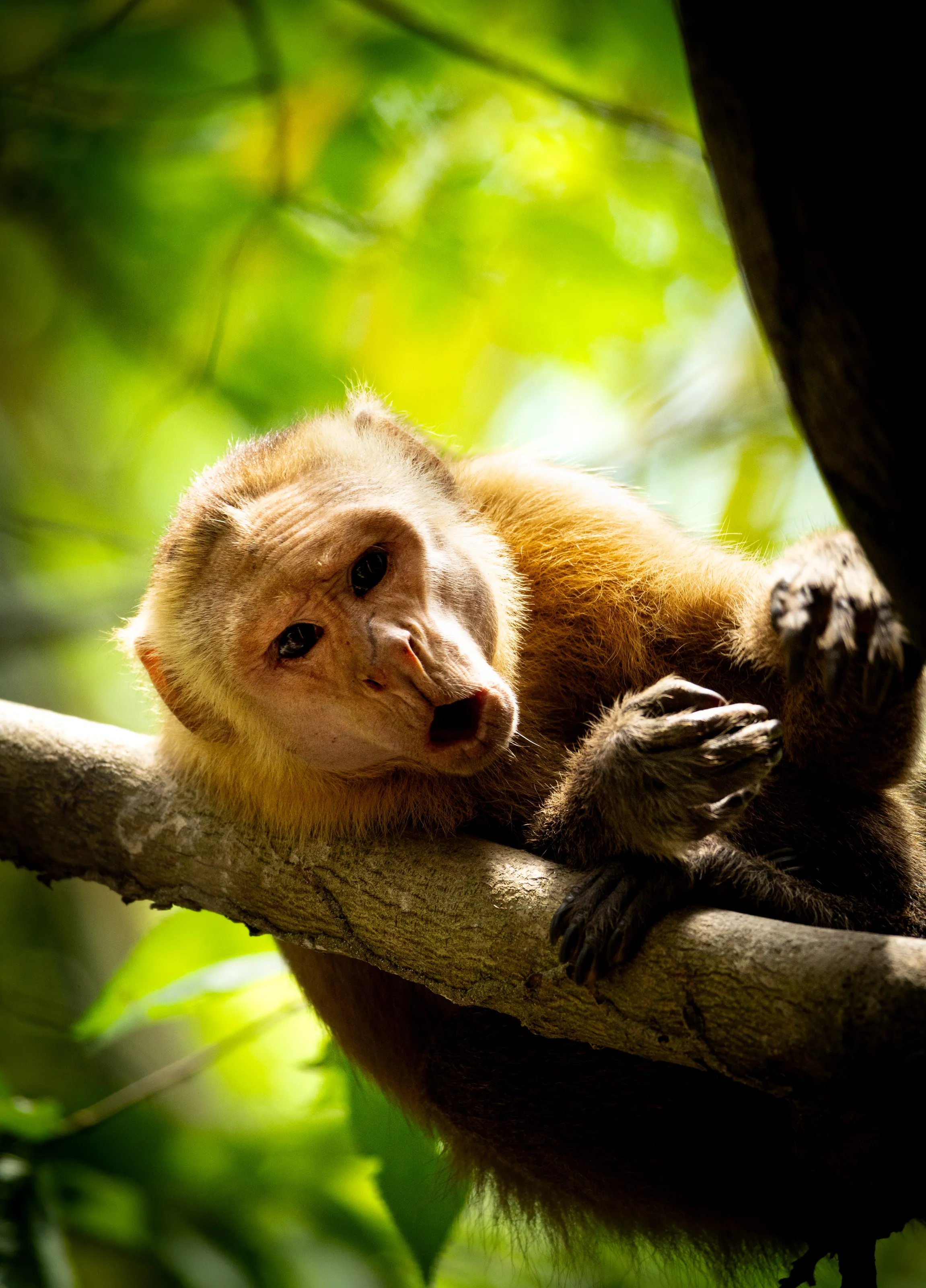 Capuchin Monkey in Tayrona National Park