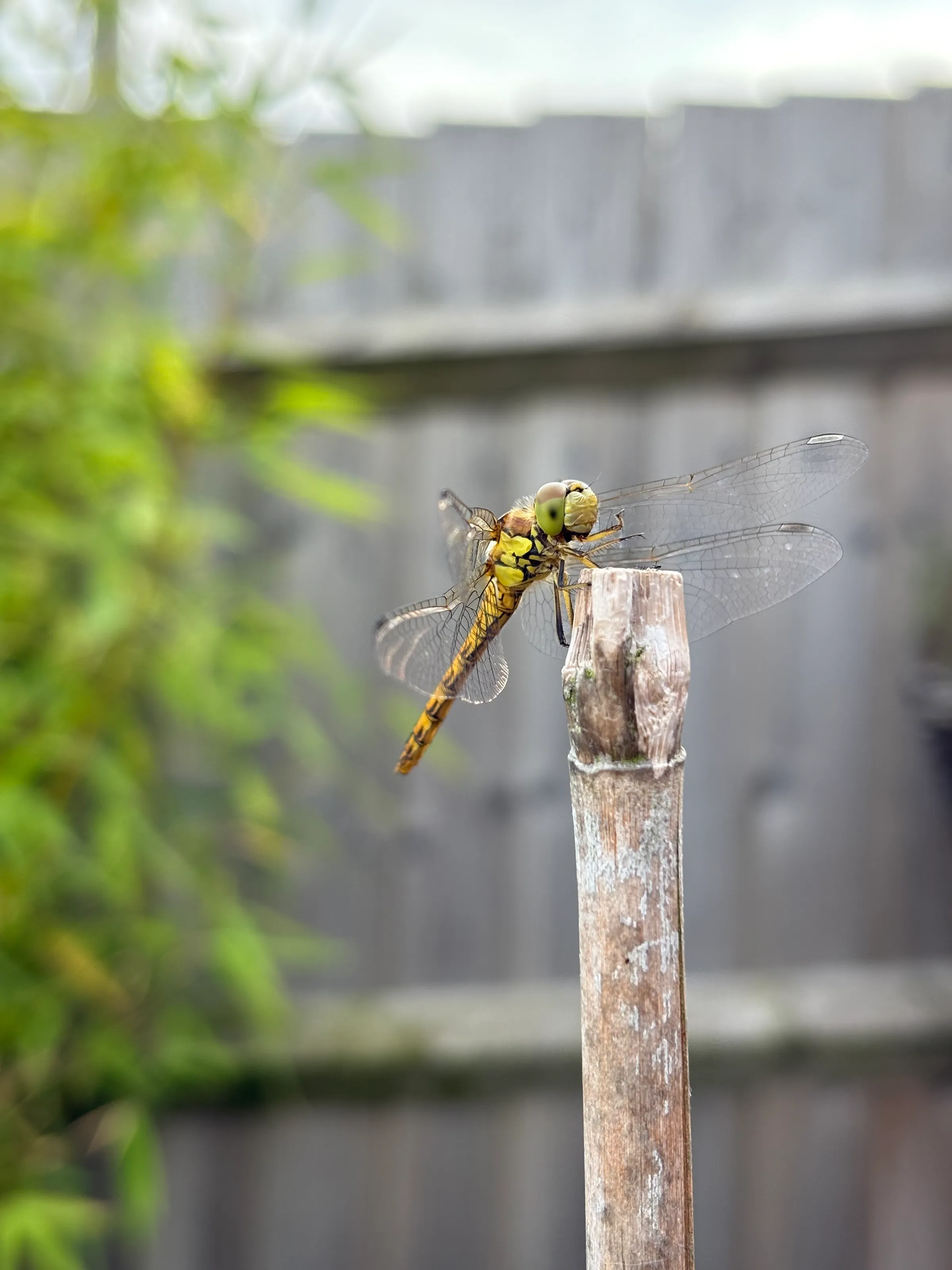 Dragonfly