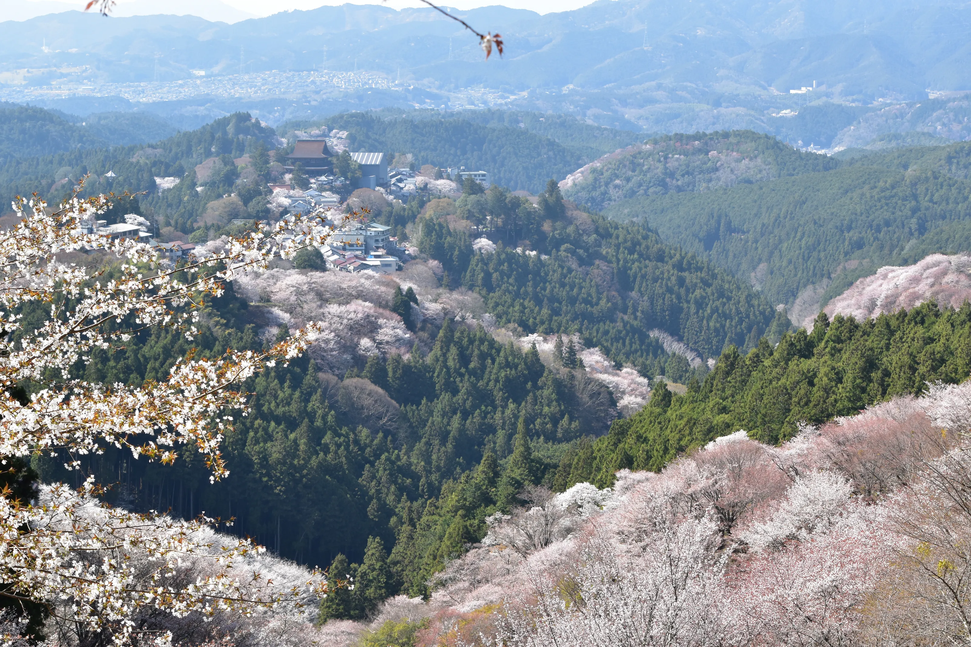 Japan Valley