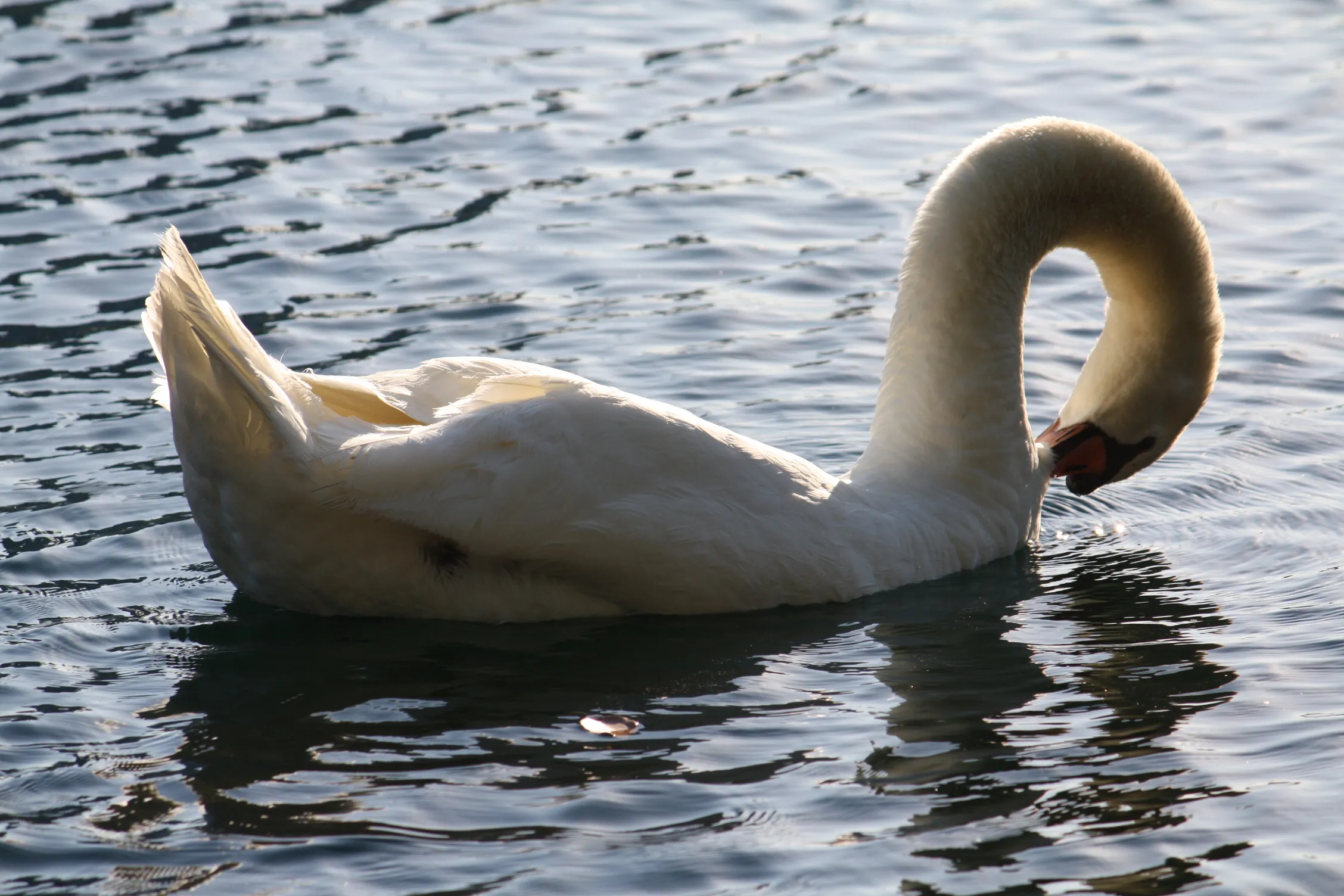 Swan