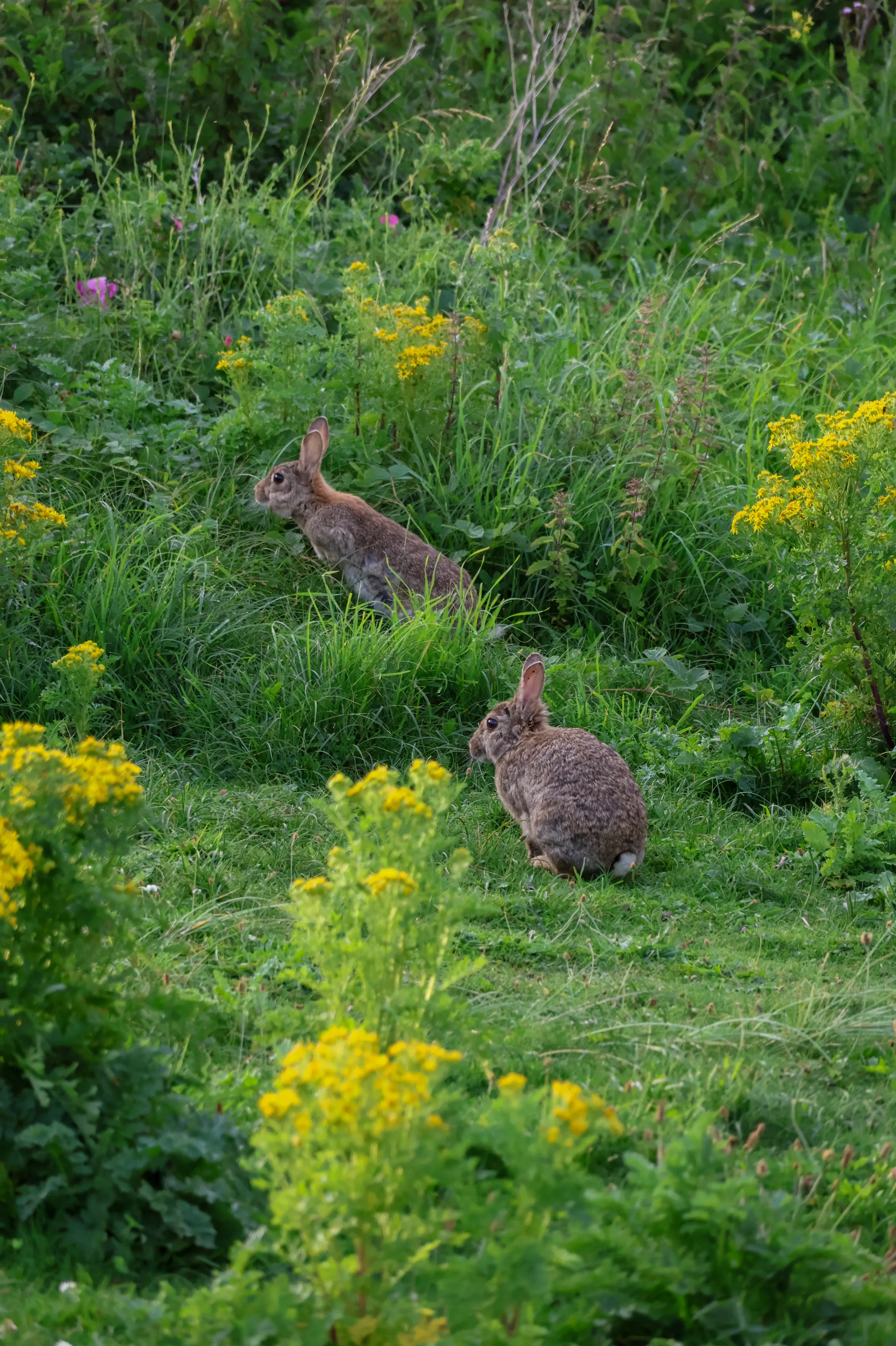 Rabbits