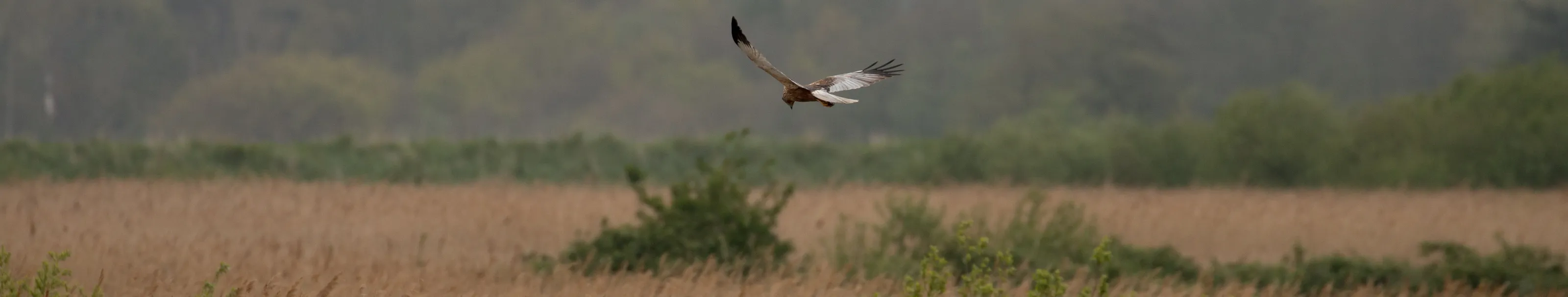 Marsh Harrier