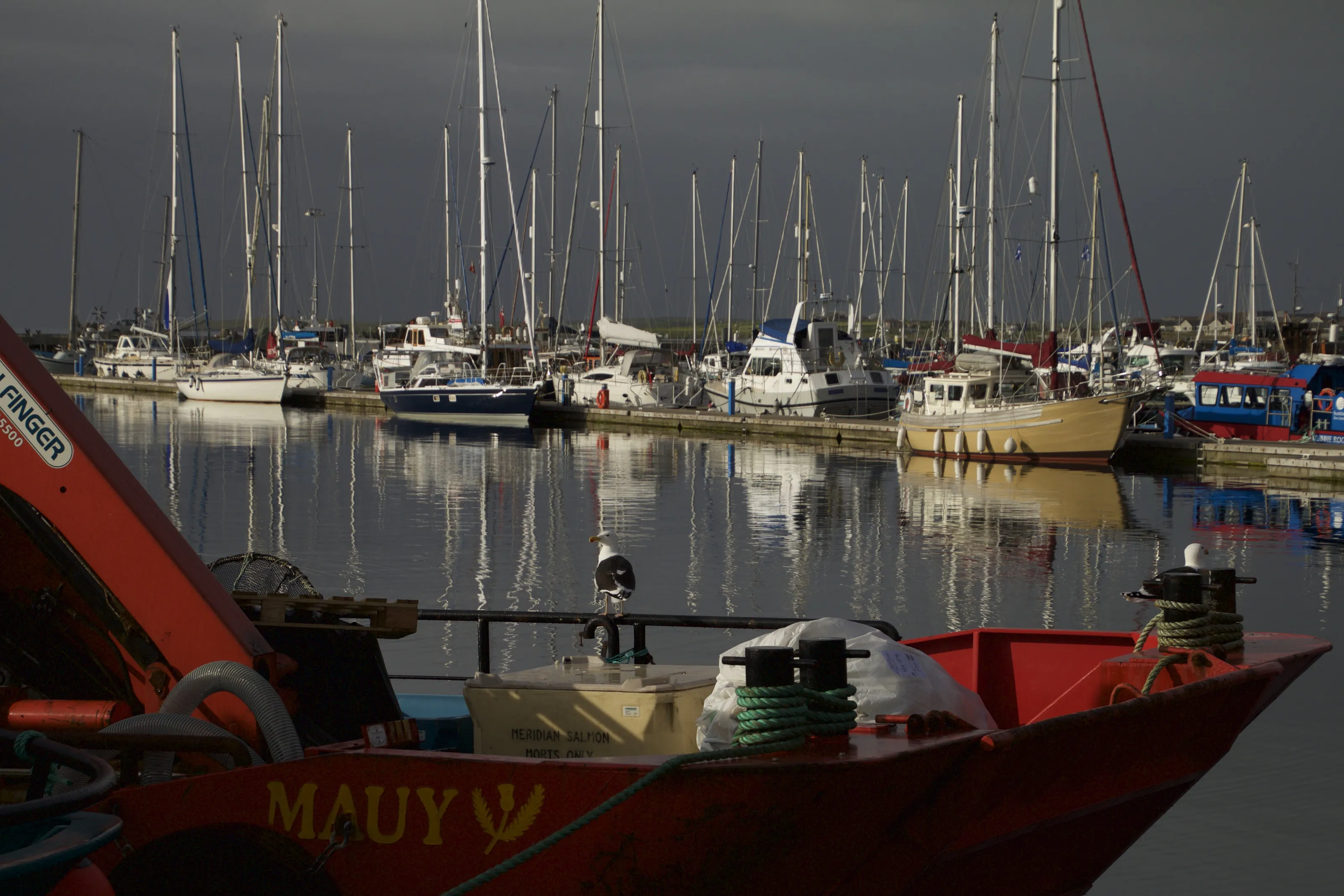 Gull on a boat