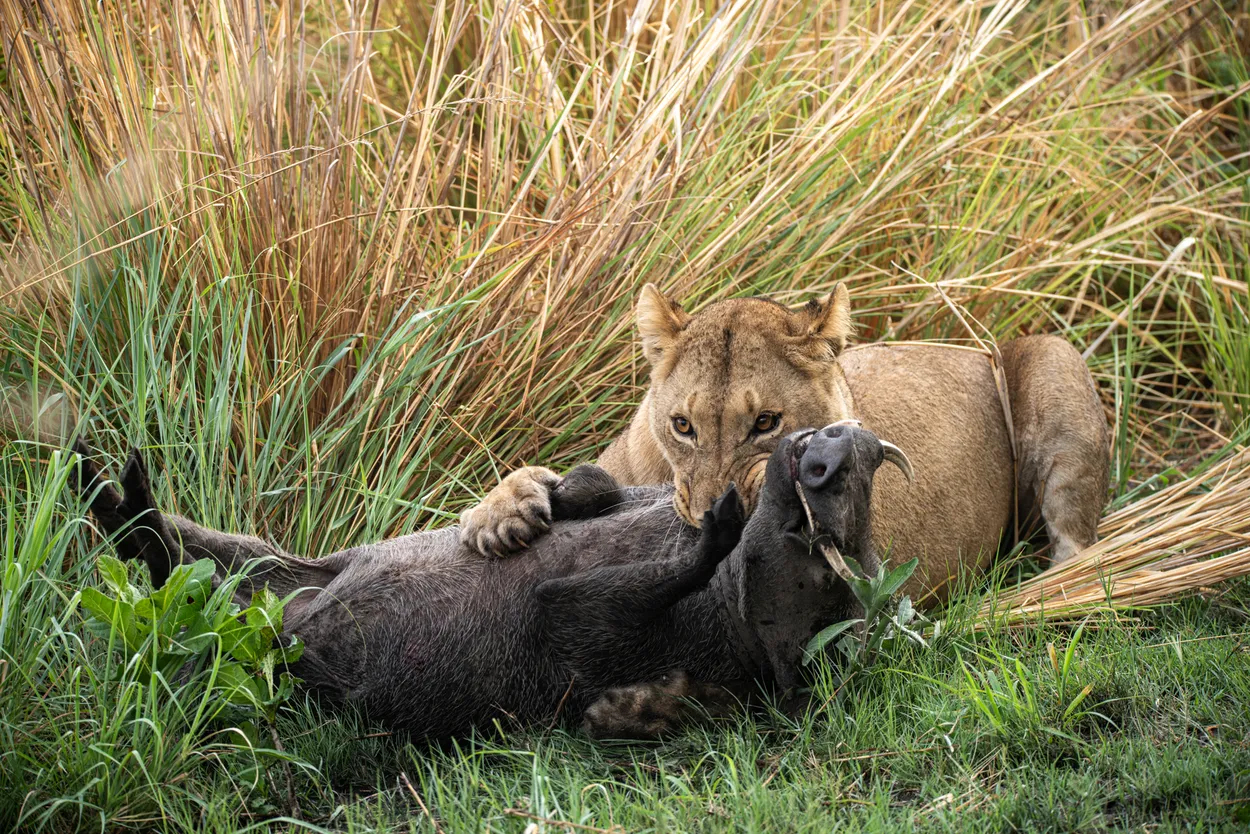 Tiger and Warthog
