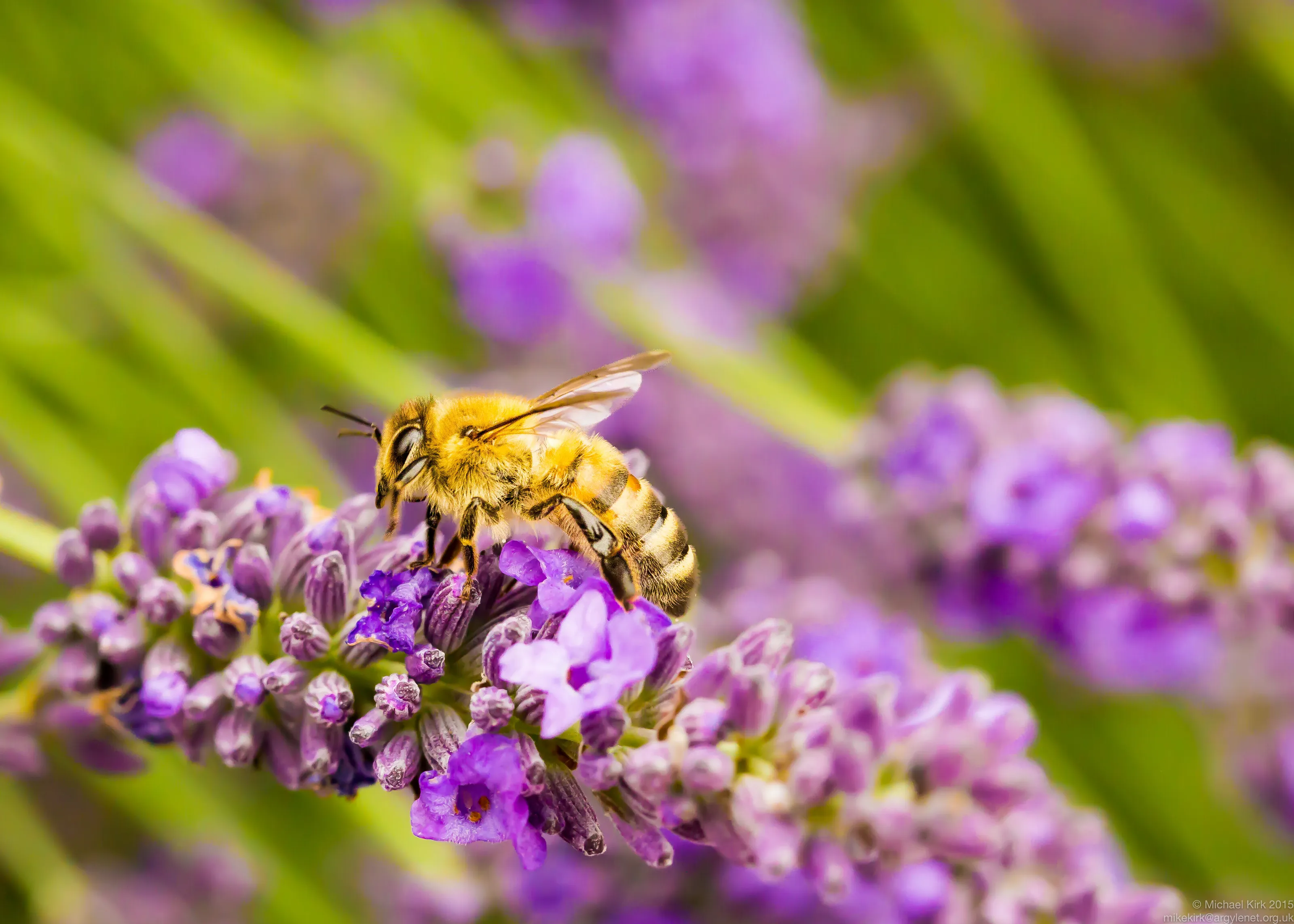 Honey Bee