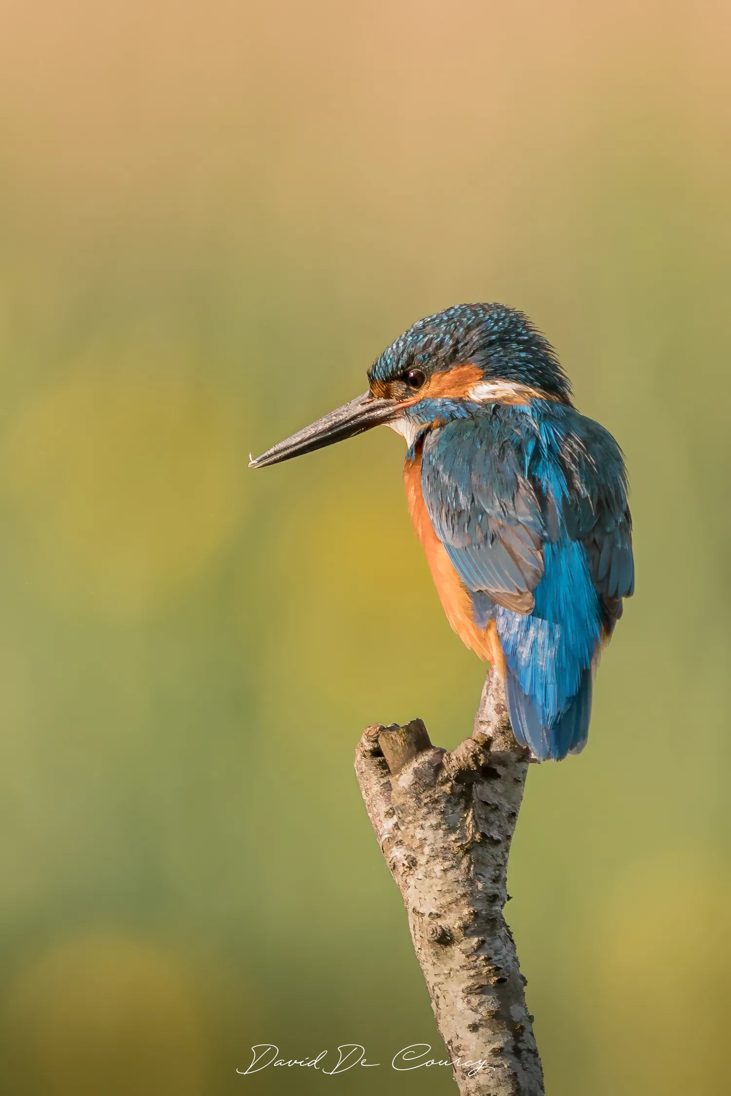 Make Kingfisher at sunrise