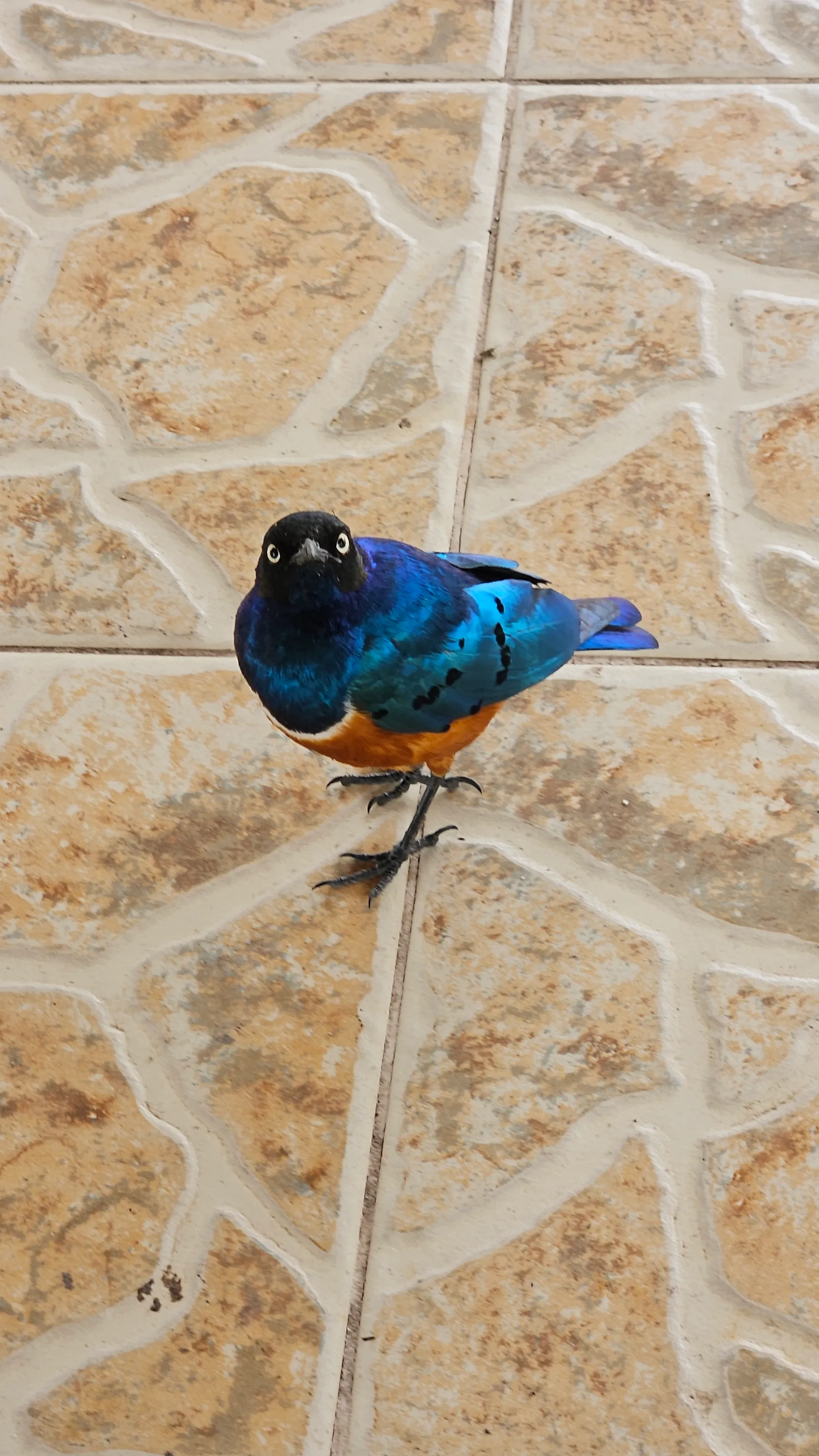 Superb Starling in Tanzania