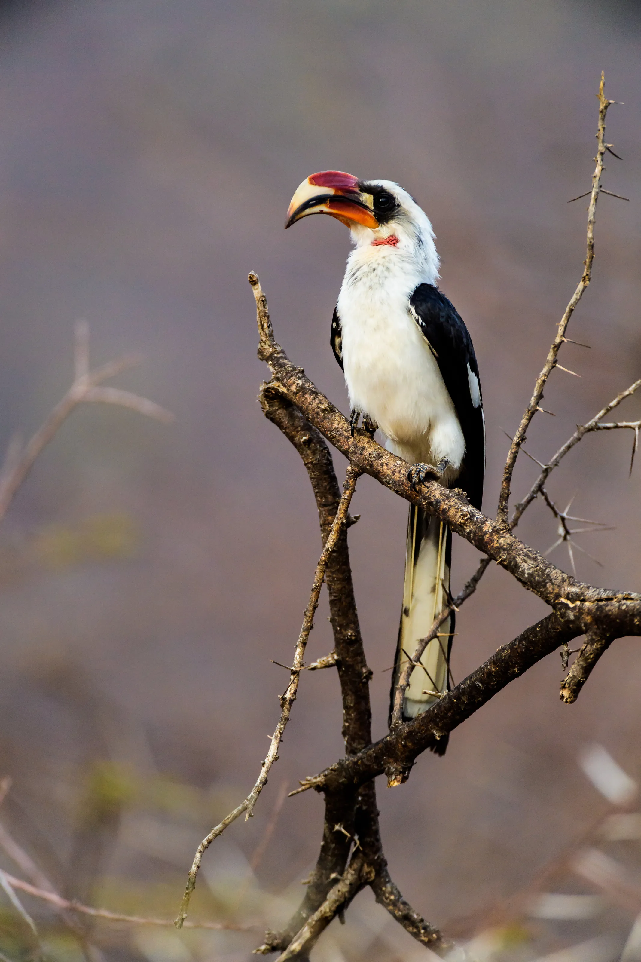 Von der Decken's Hornbill