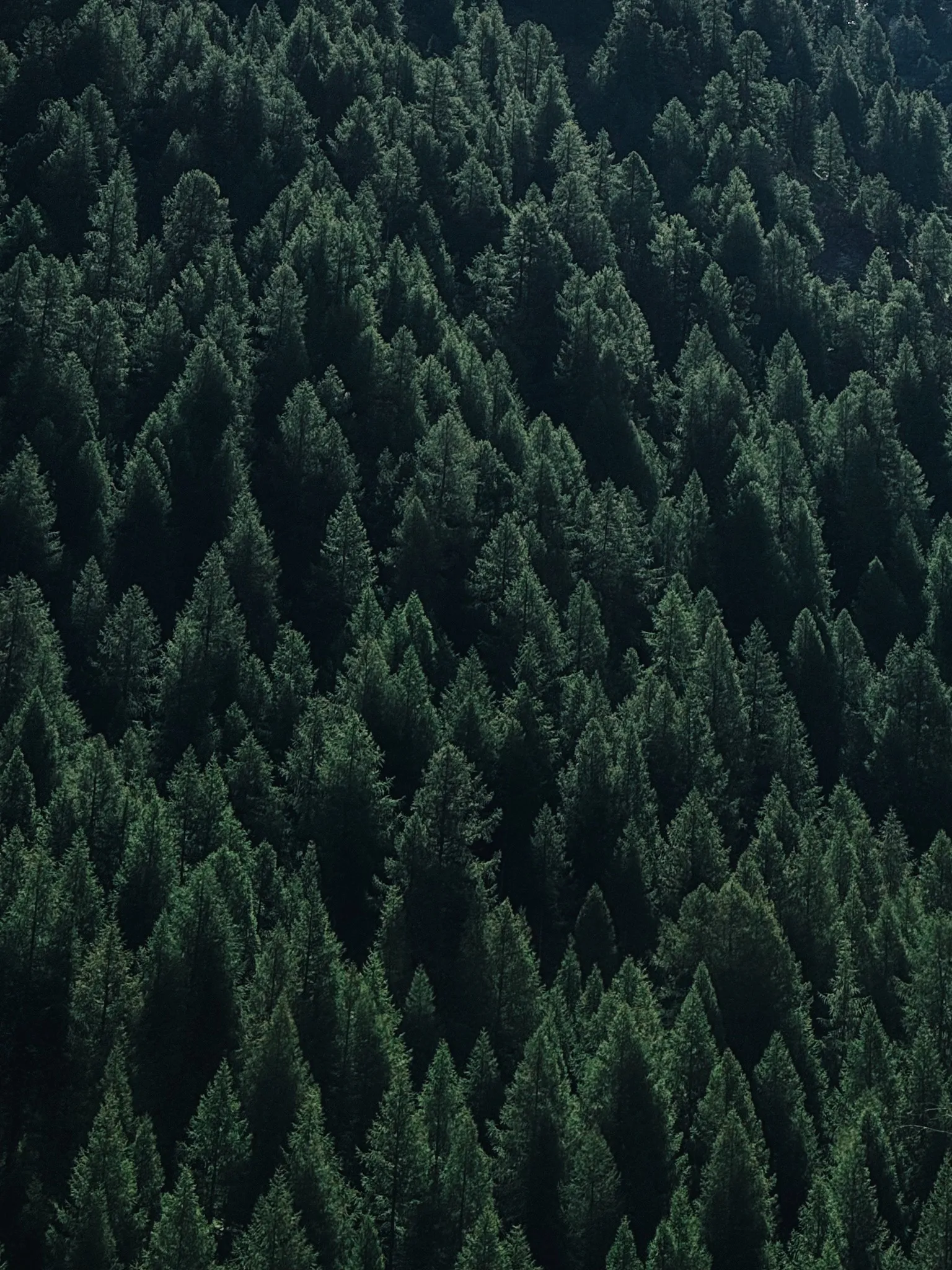 Whispers of the Forest