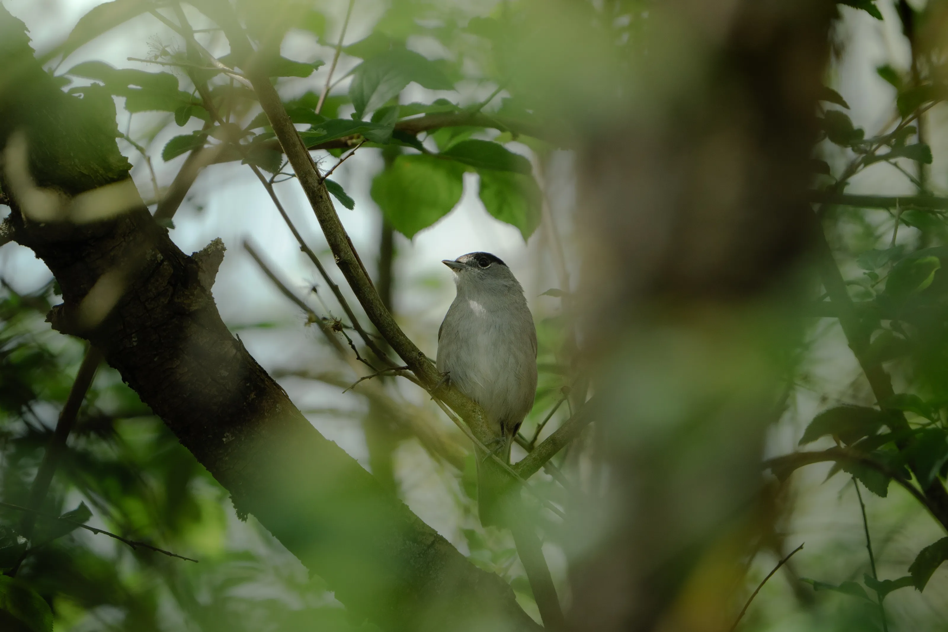 Eurasian Blackcap