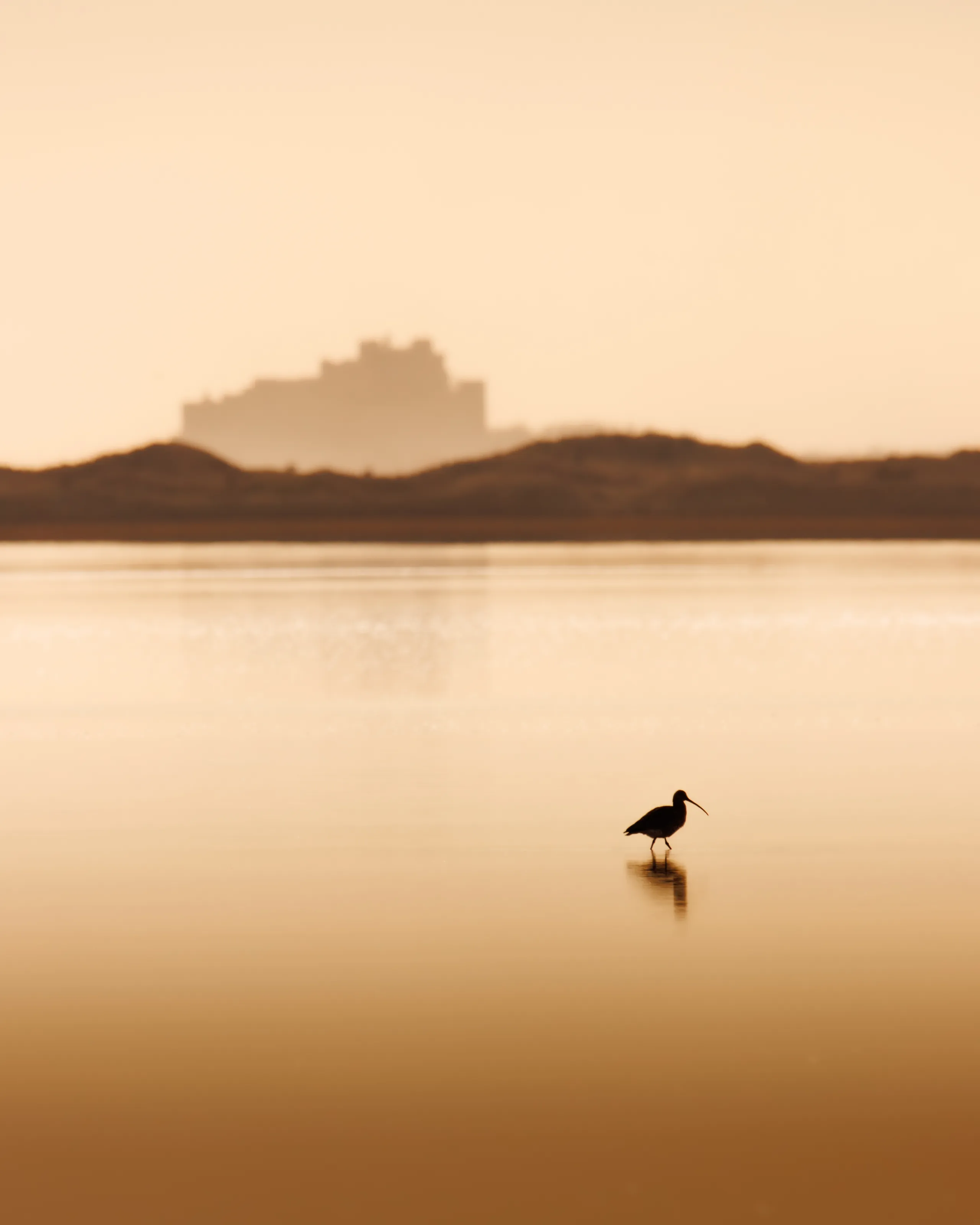 Curlew and Castle