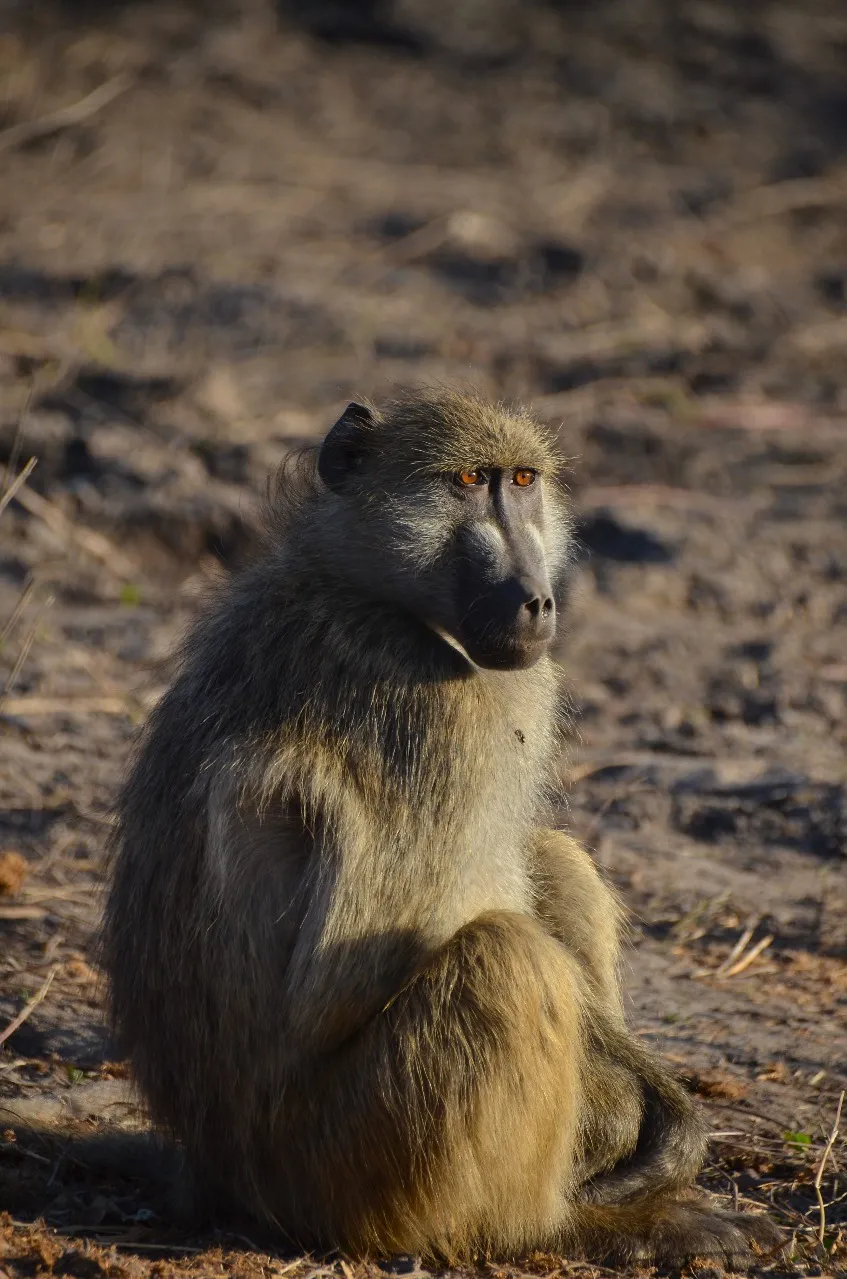 Baboon