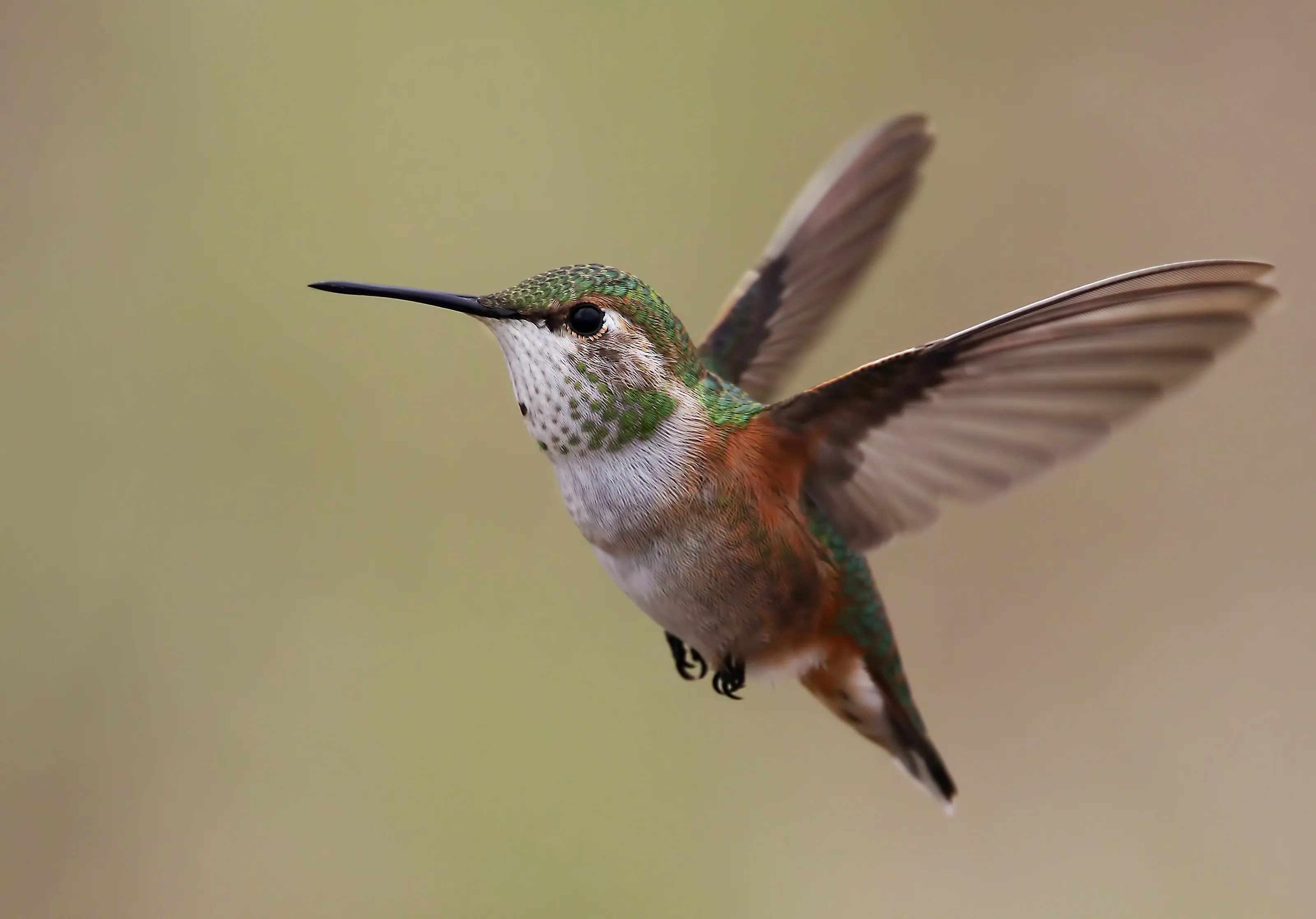 Hummingbird in Flight