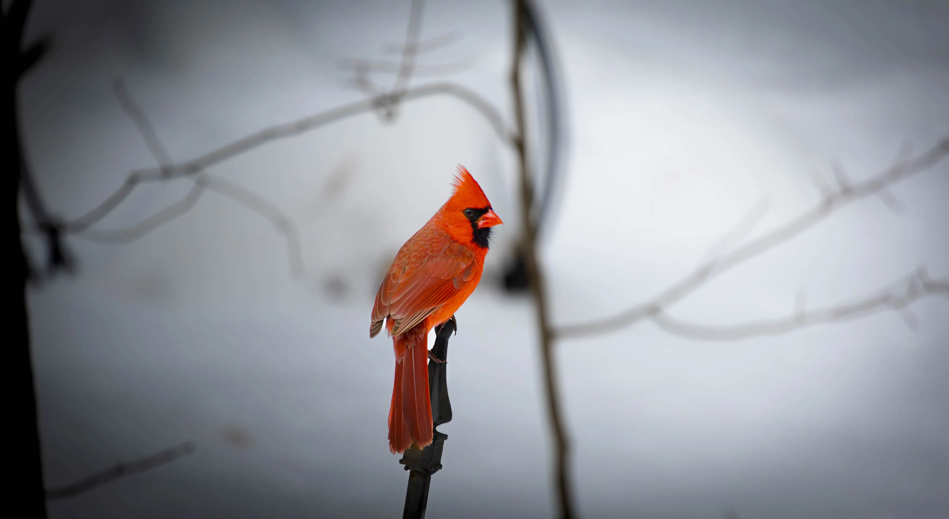 male cardinal on top of a fence post !